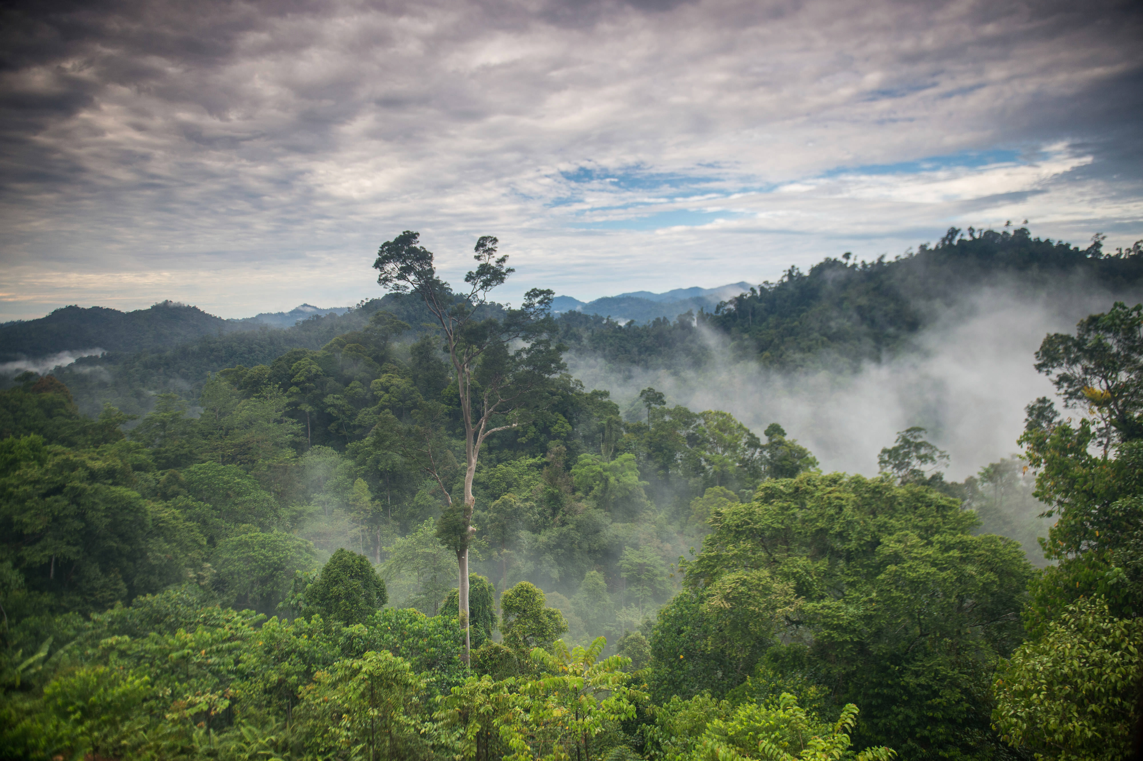 Aerial view of jungles of East Kalimantan.