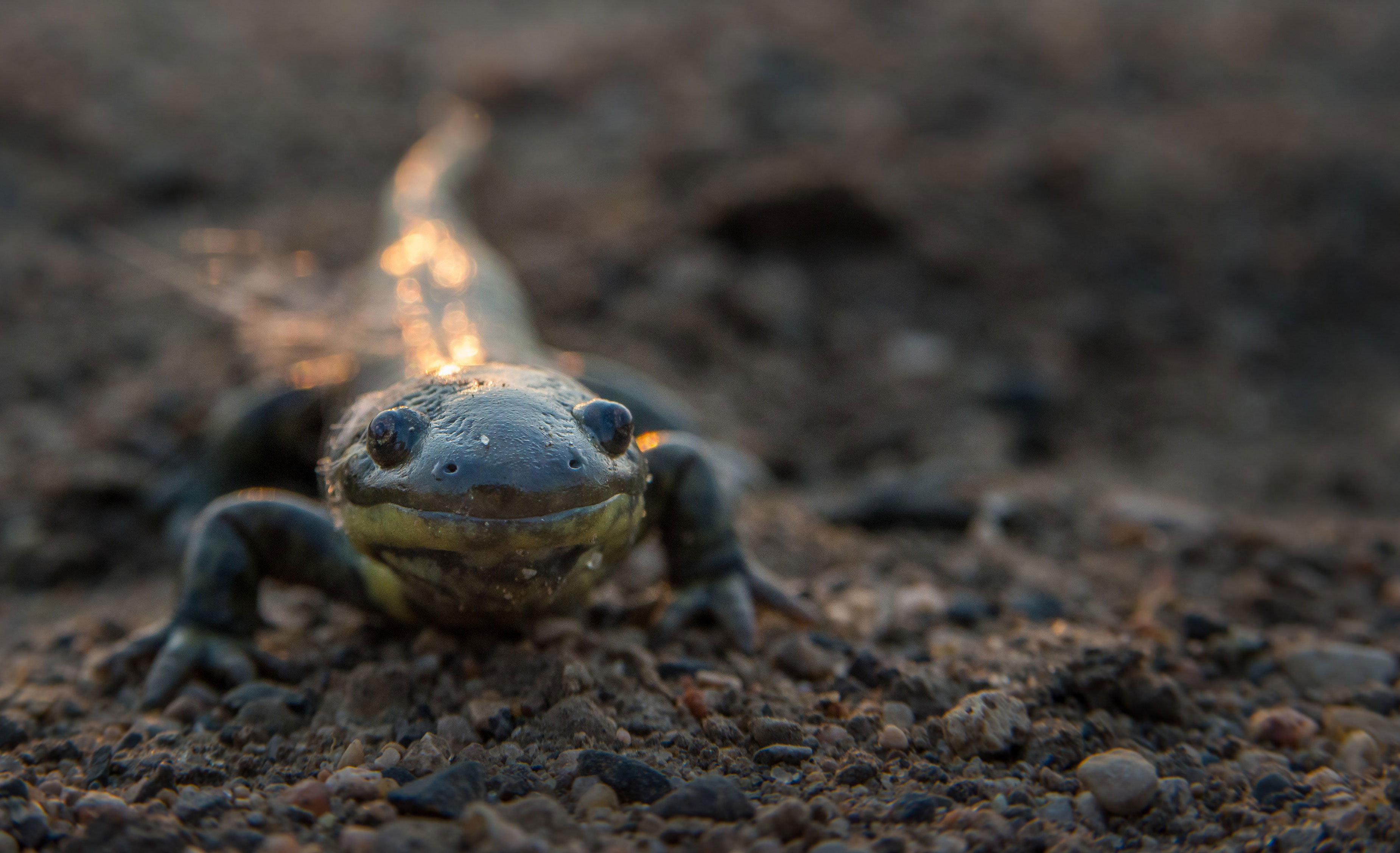 A close up photo of a salamander on a dirt floor.