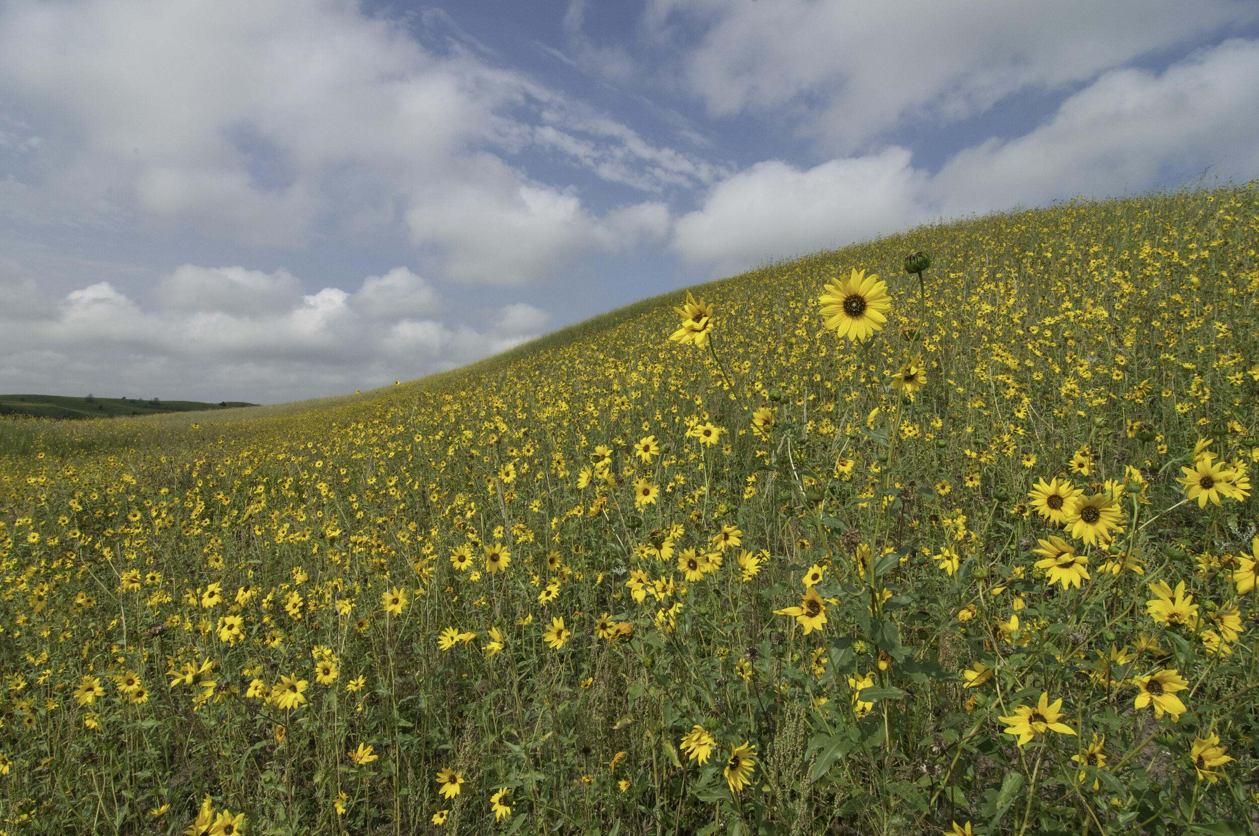 A field of sunflowers at Niobrara Valley Preserve.