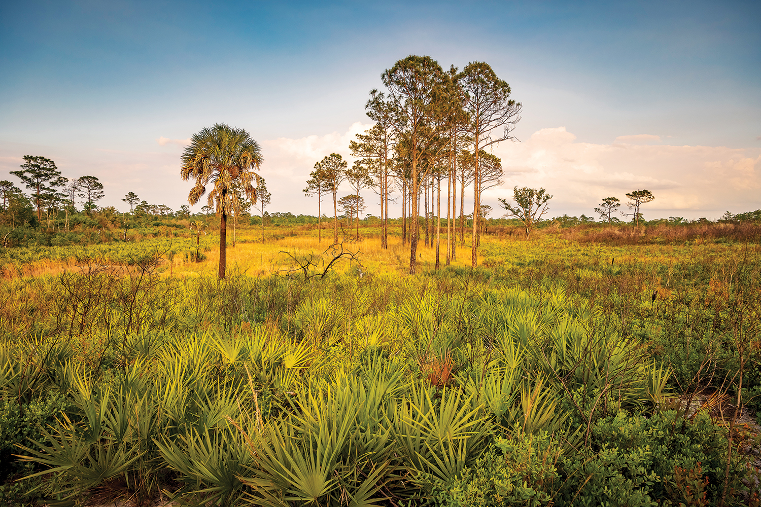 Tiger Creek Preserve sits on the edge of peninsular Florida's oldest and highest landmass