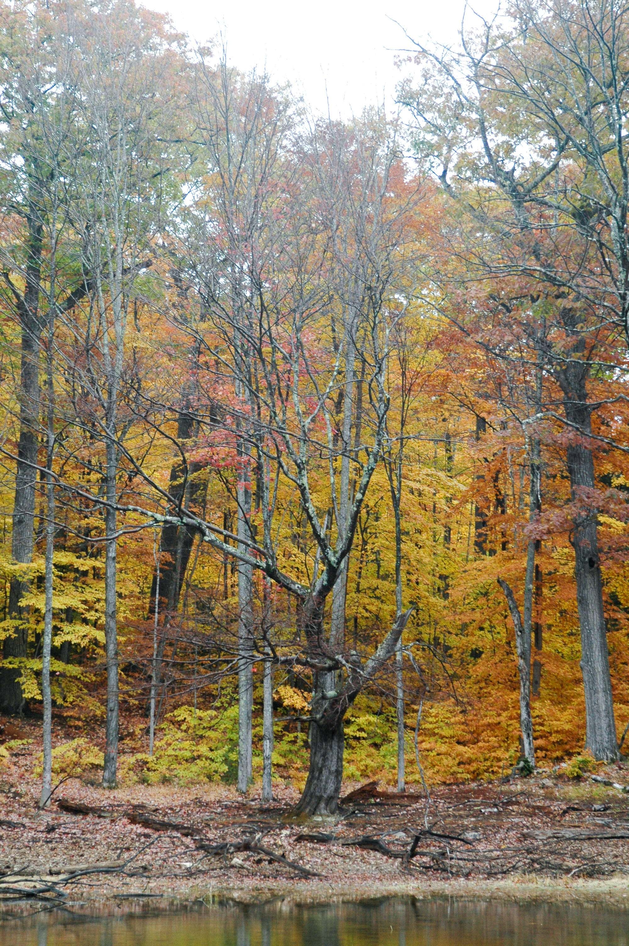 A craggly tree with no leaves stands in front of trees cloaked in fall colors.
