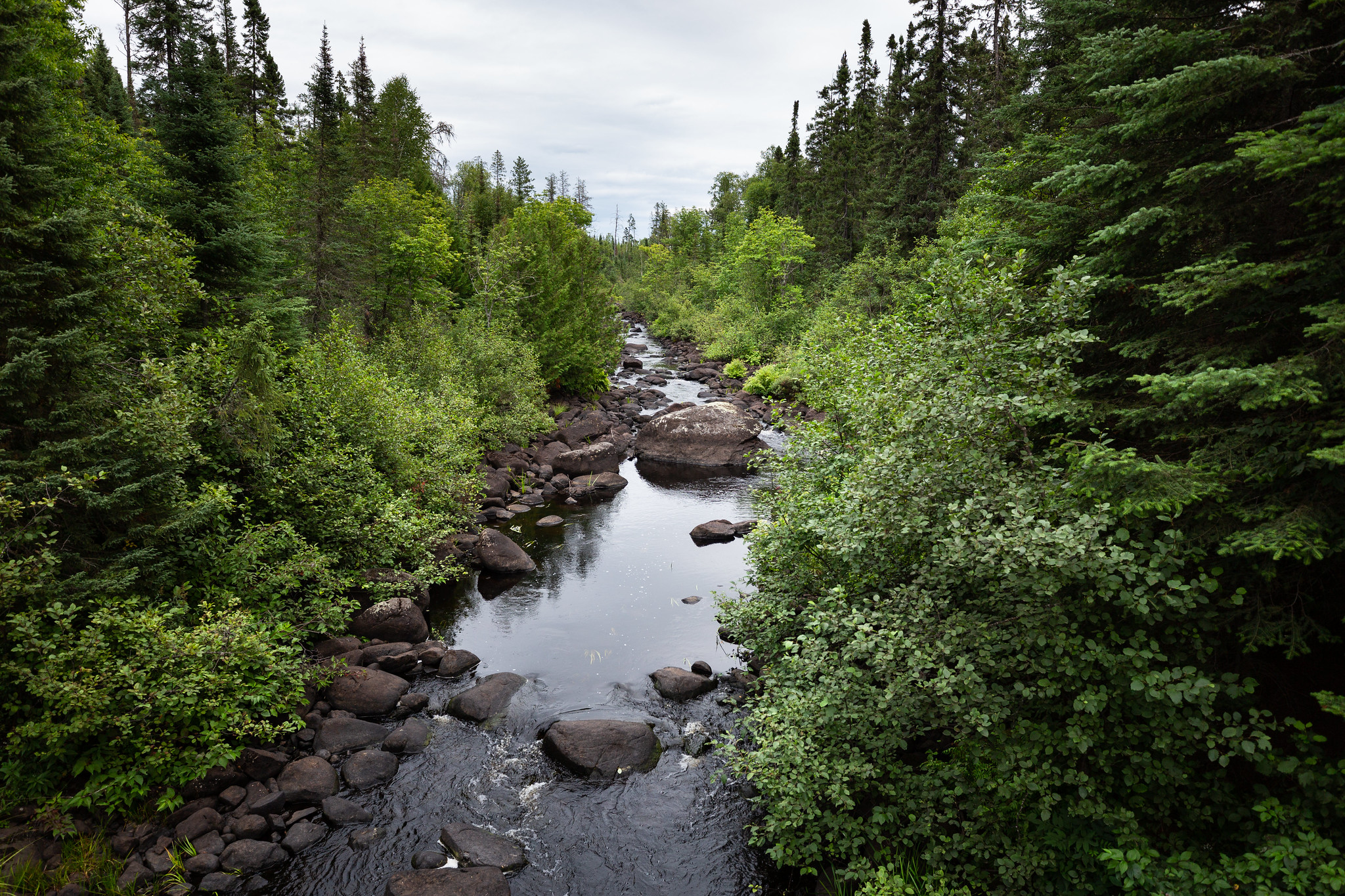 A creek running through a forest.