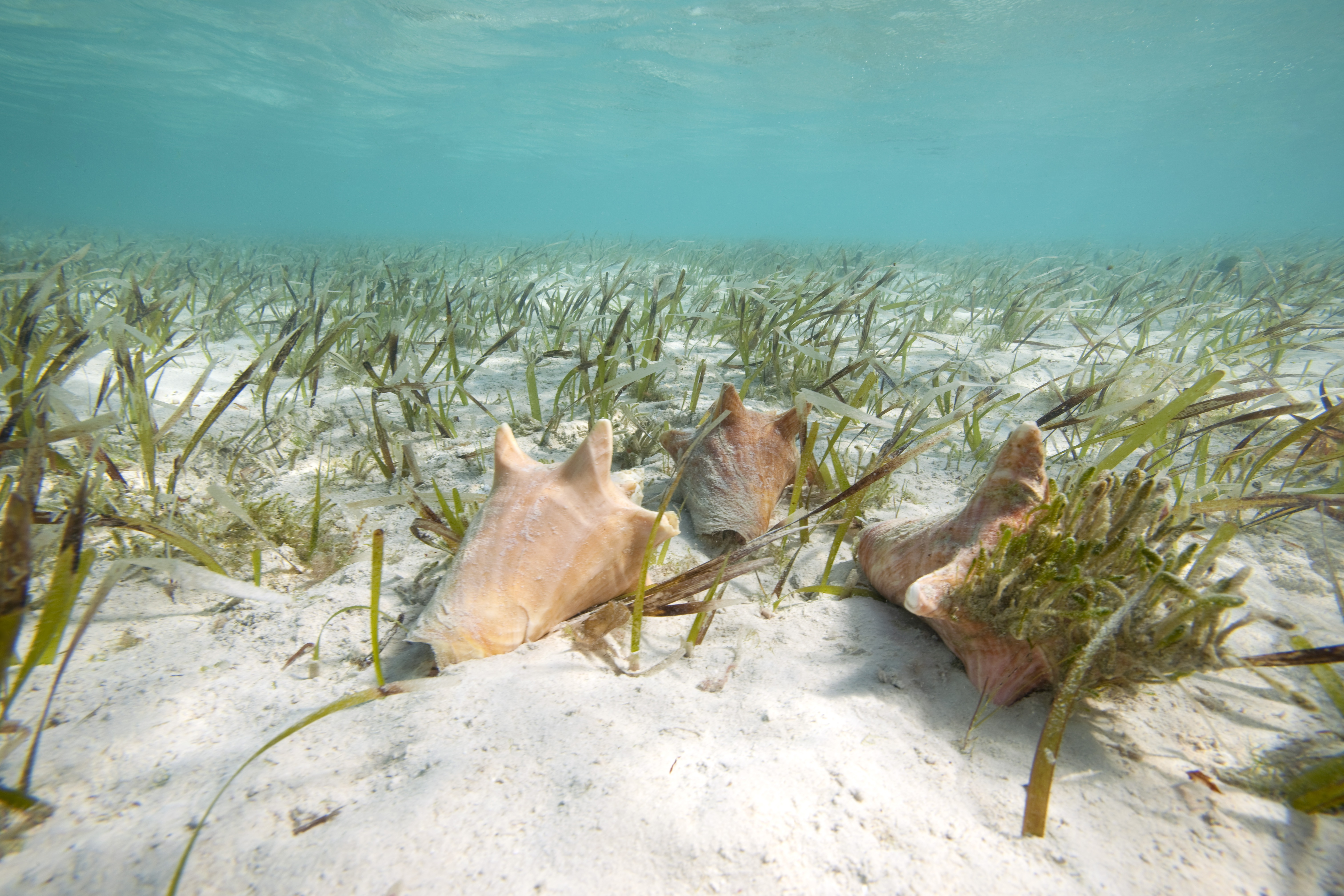 Three conch shells sit on the bottom of the ocean.