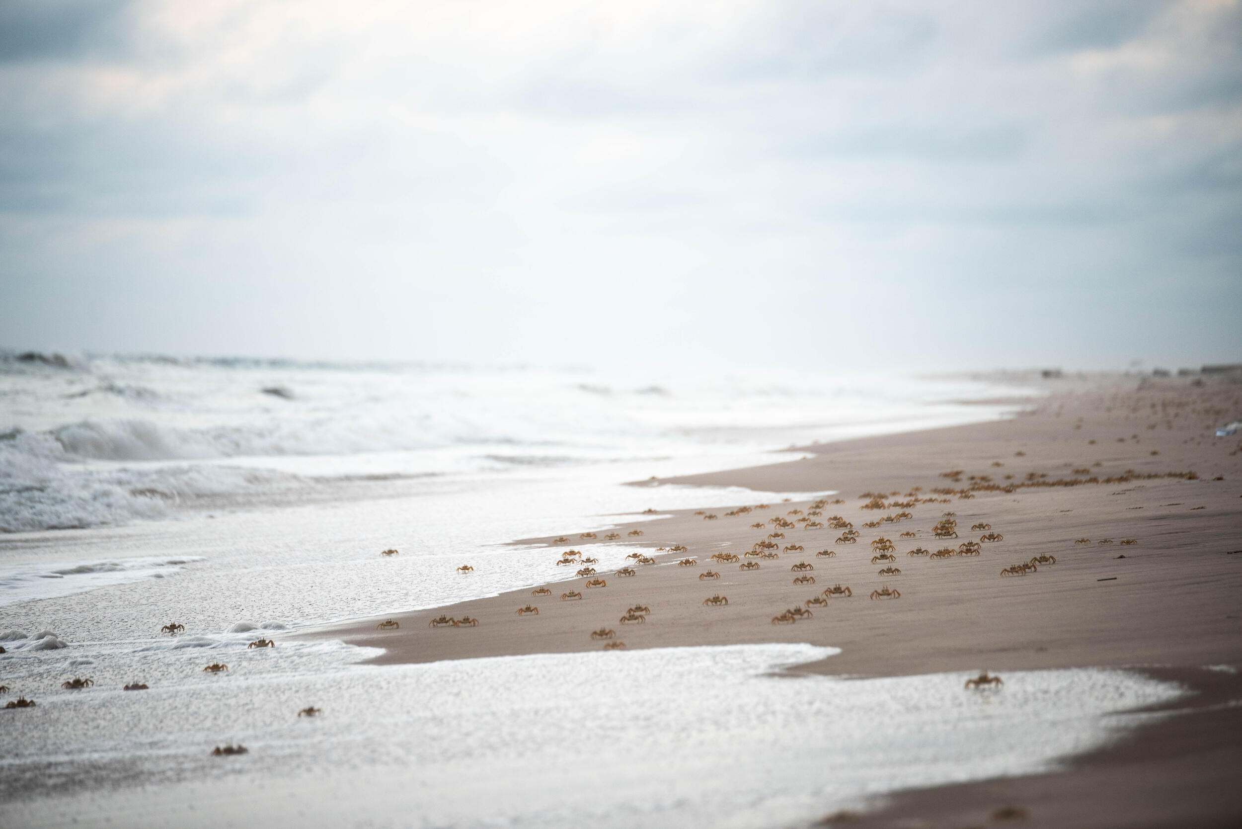 View looking down a beach where hundreds of crabs walk toward the ocean.