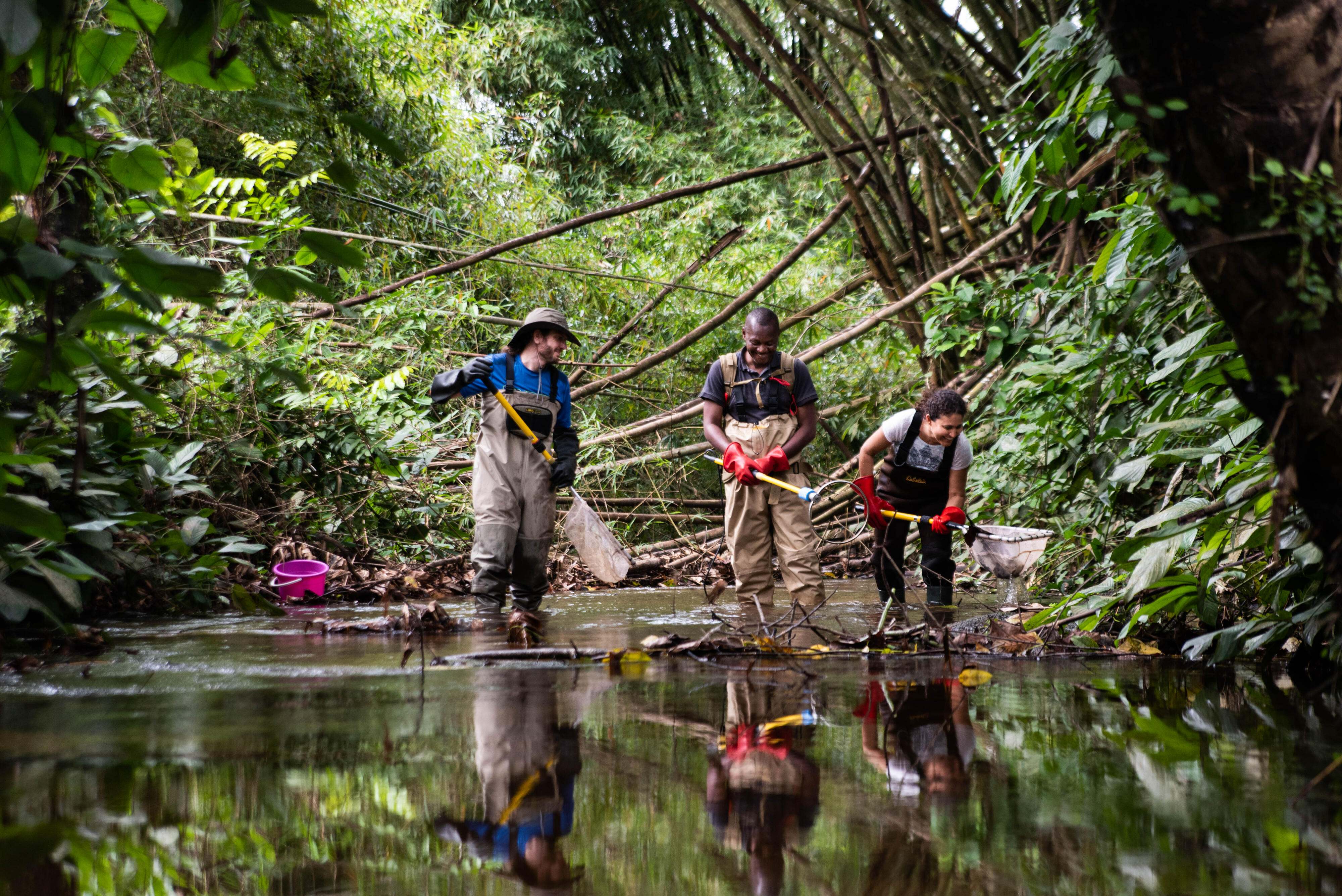 Group of scientists collect fish via electric fishing.