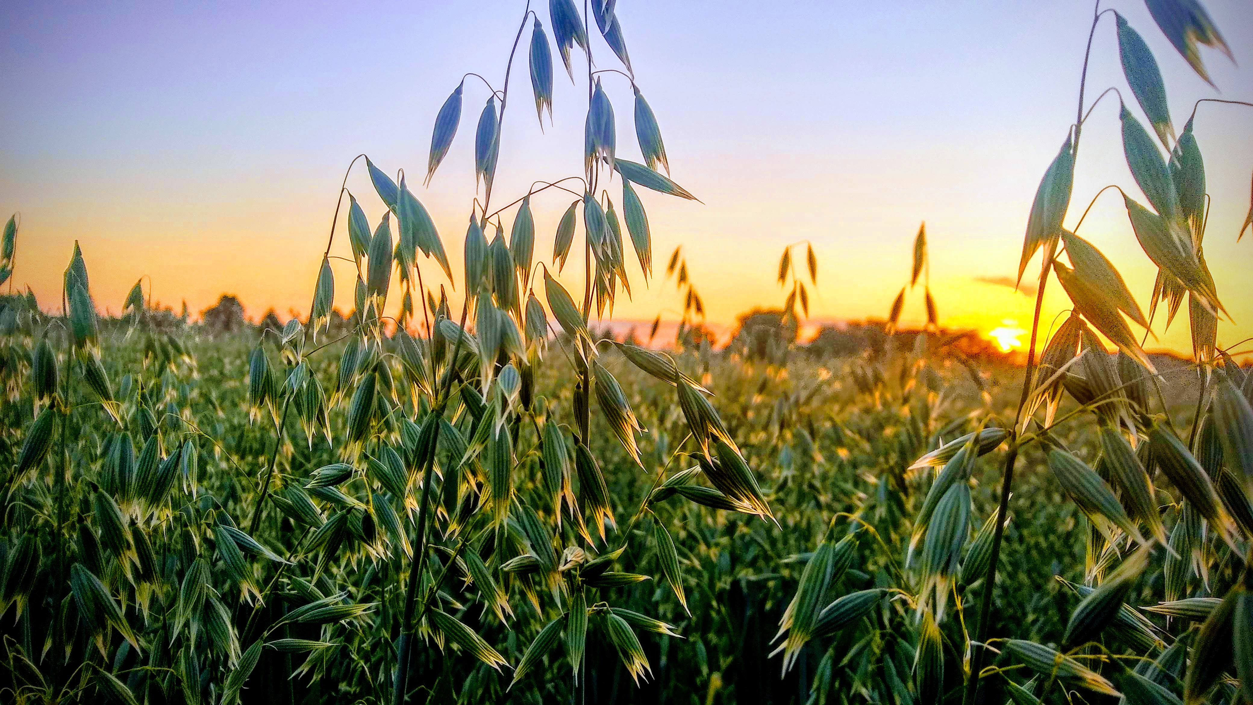 The sun sets over an agricultural Field