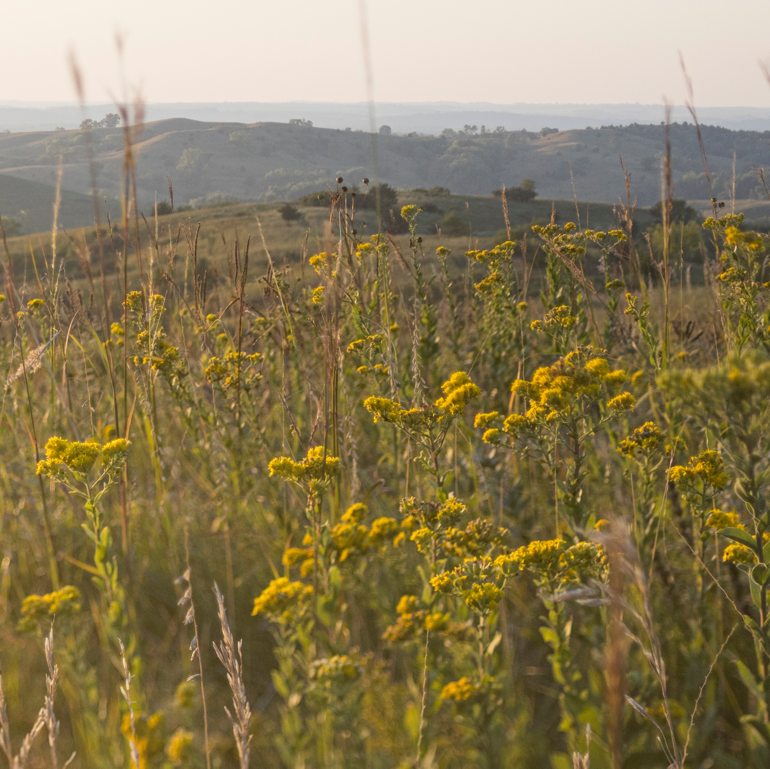 Yellow flowers in a prairie in Iowa.