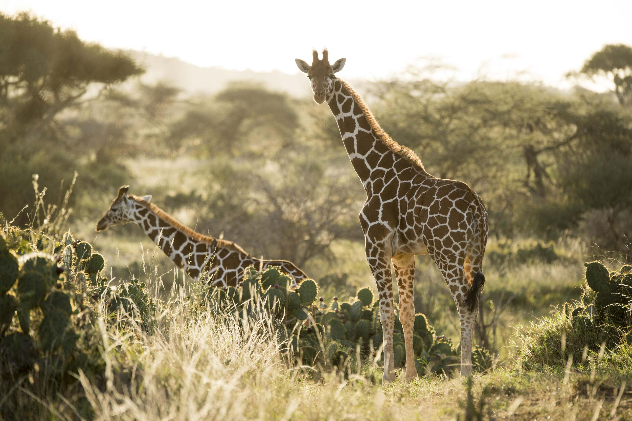 Two giraffes standing amid grasses, cacti and trees.