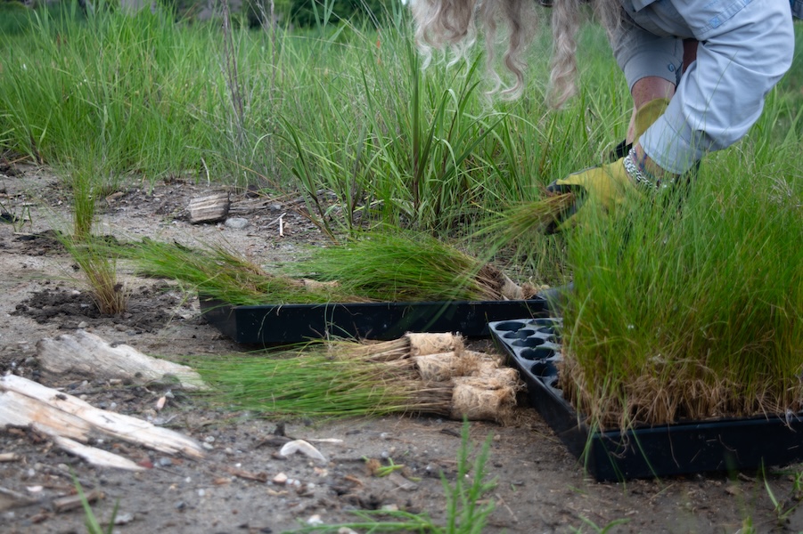 Gloved hands prepare for planting grasses in moist soil.