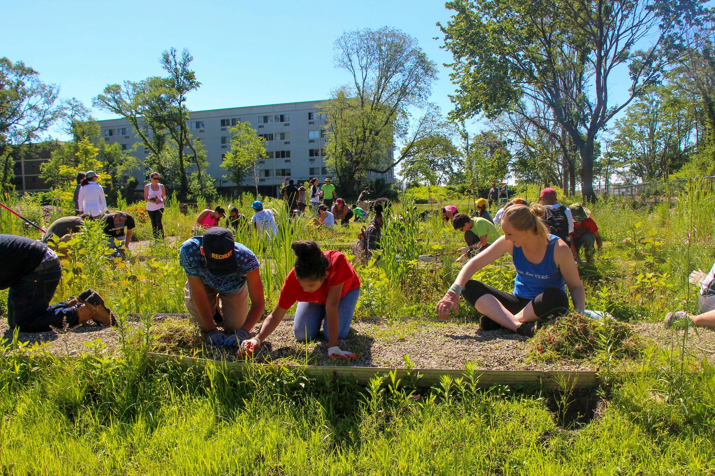 Bridgeport volunteer tree planting.