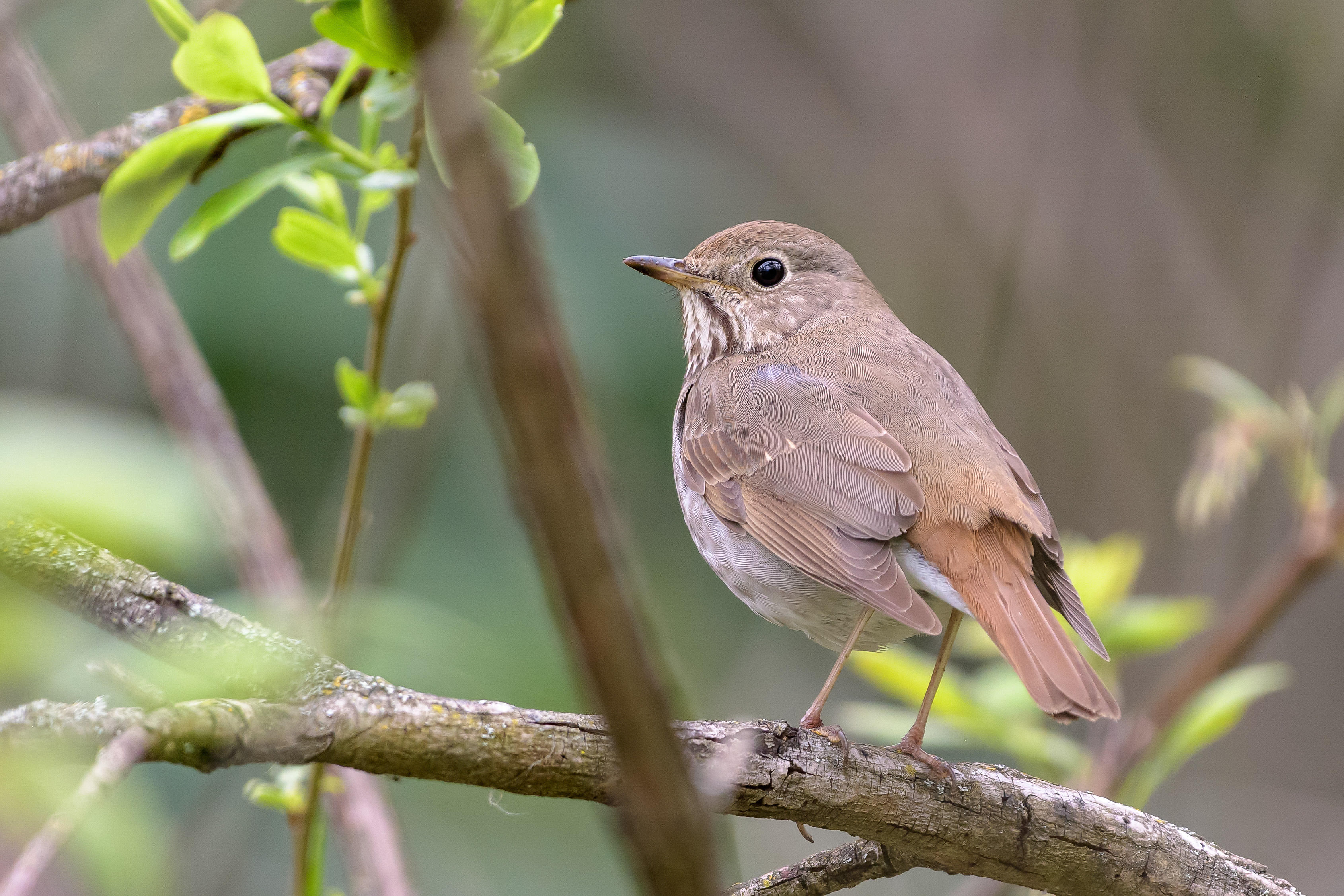 A small brown songbird stands on a branch.