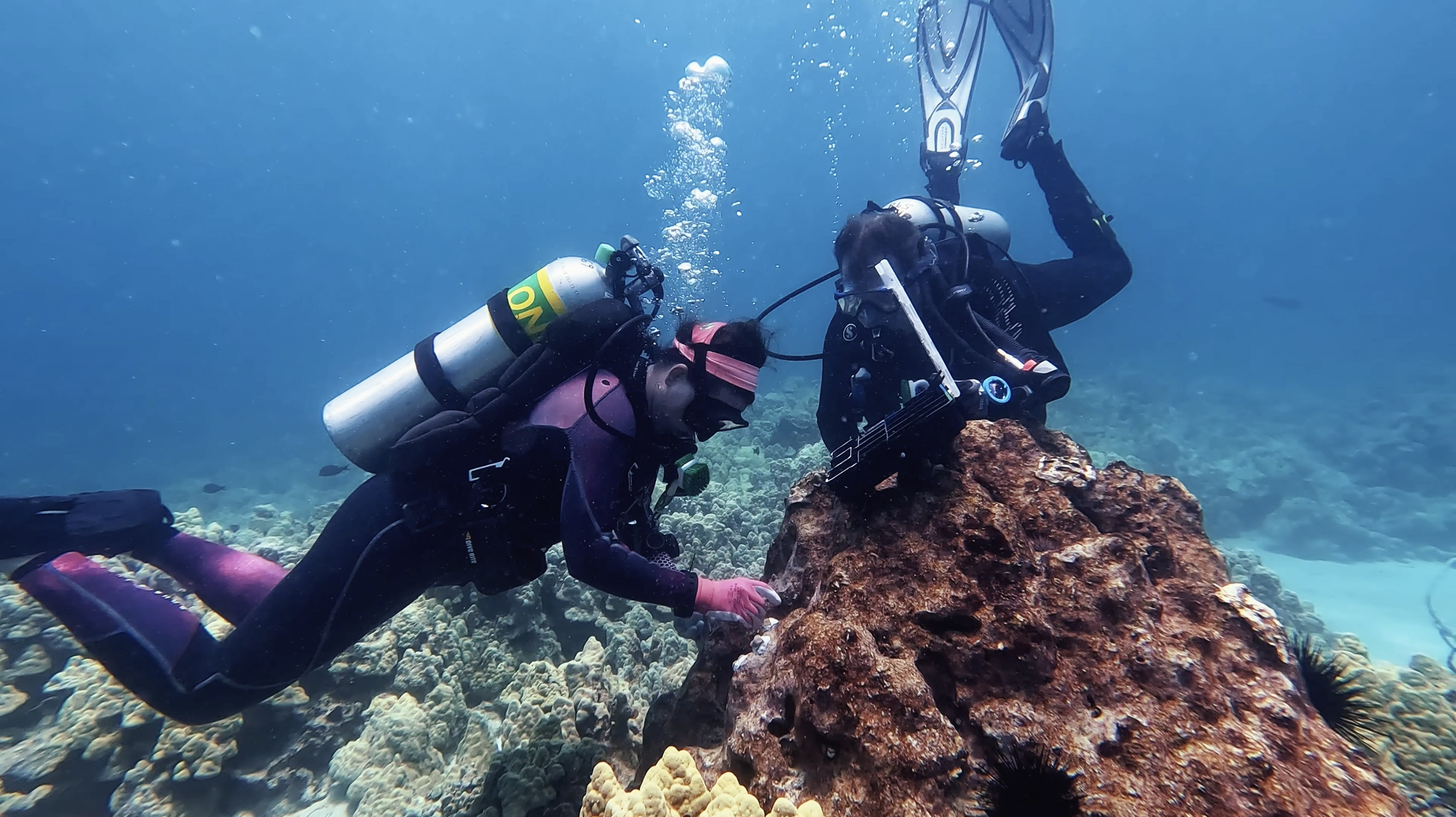 Divers and coral in the ocean off the coast of Hawaiʻi.