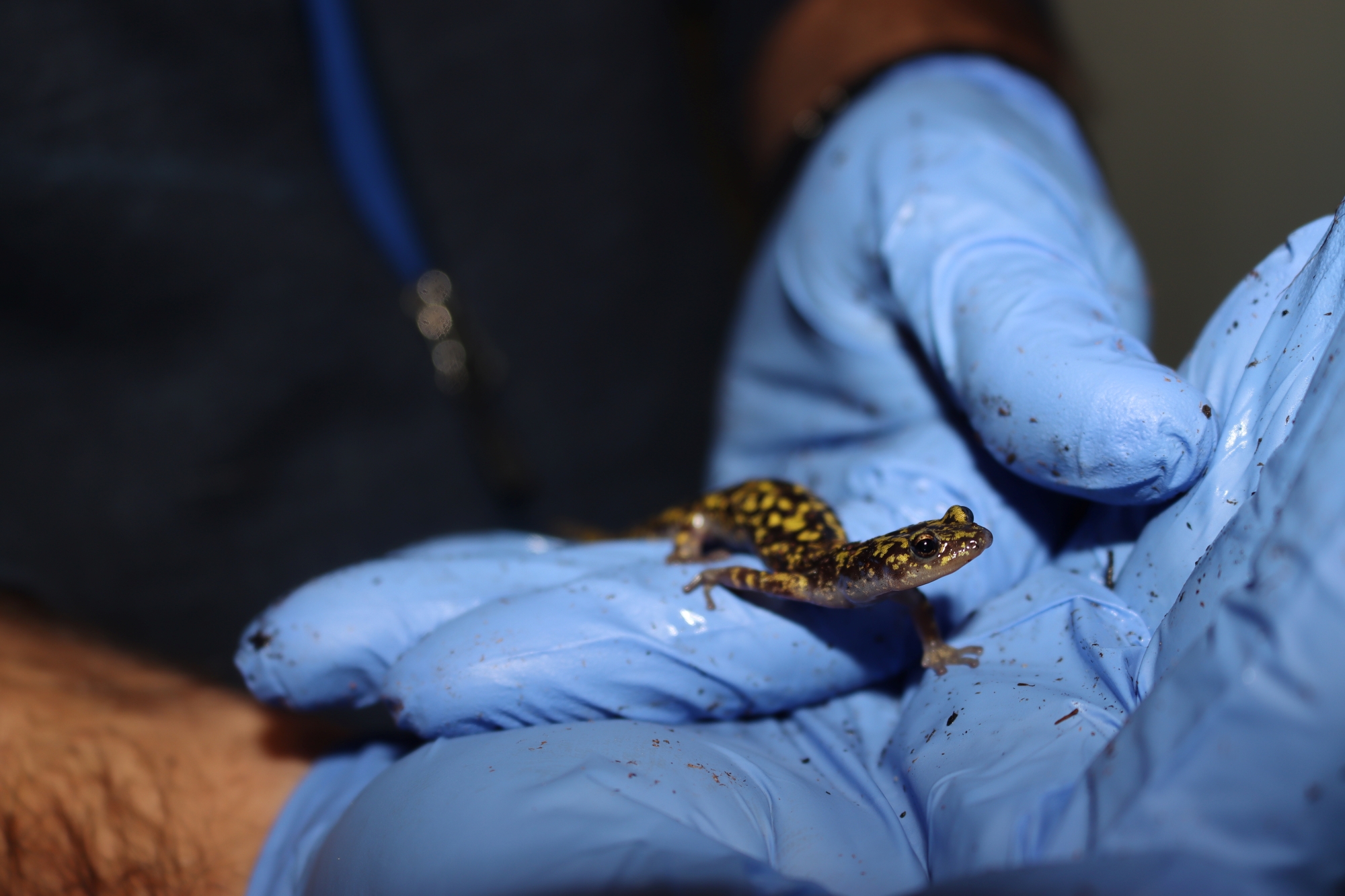 A green salamander being held by a hand with blue gloves.