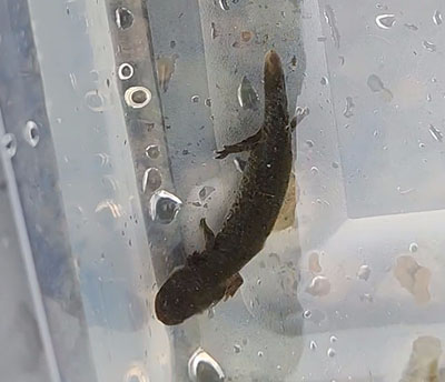 Juvenile hellbender salamander.