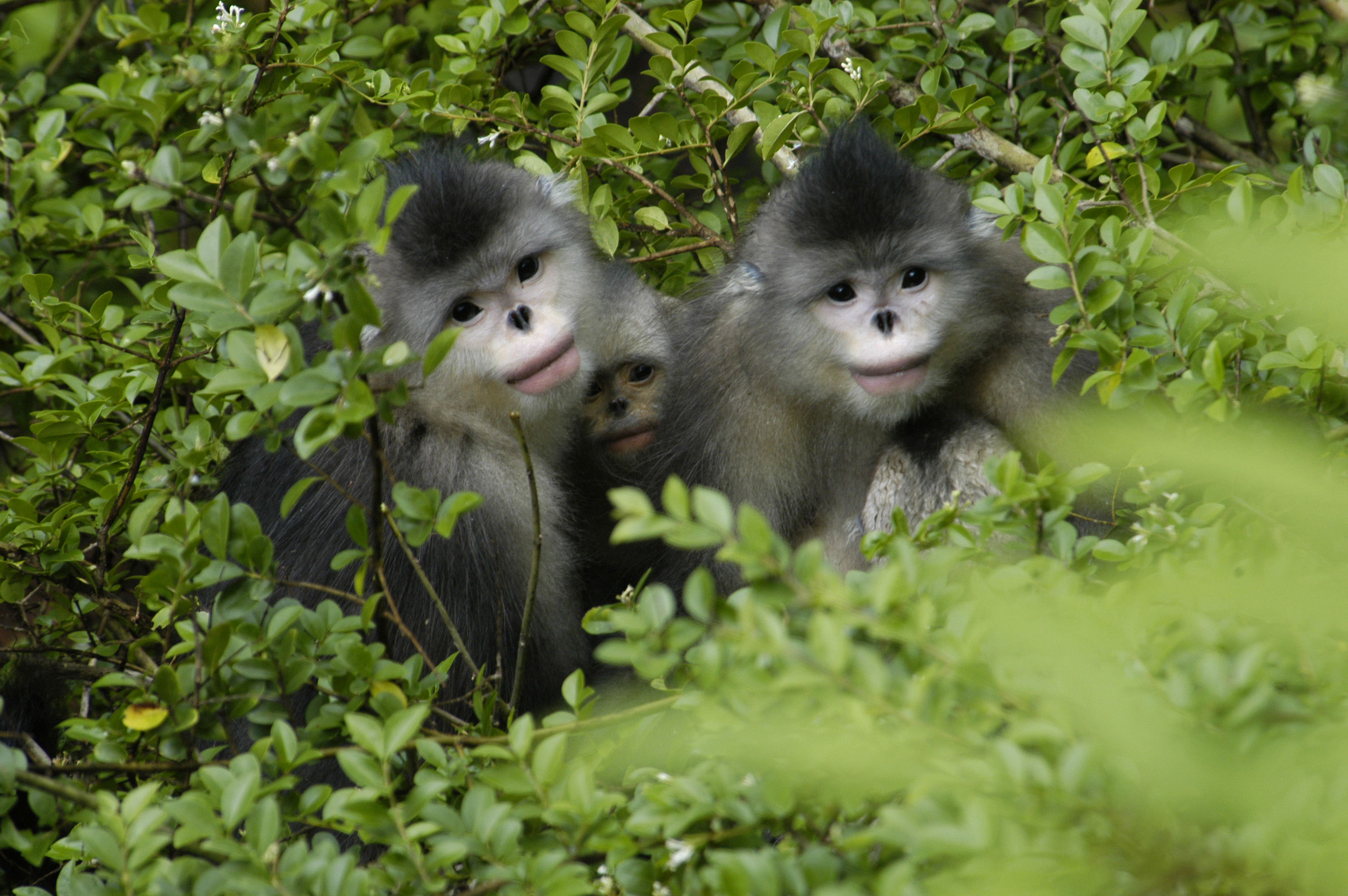 Two Yunnan golden monkeys.