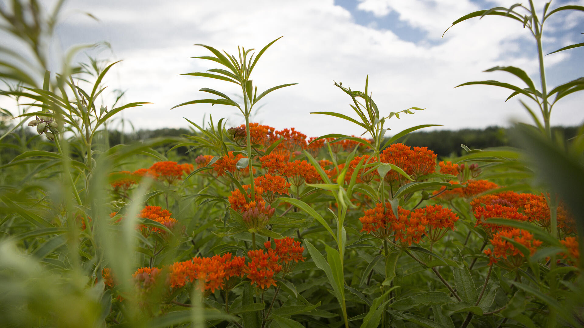 Orange wildflowers bloom in a prairie.