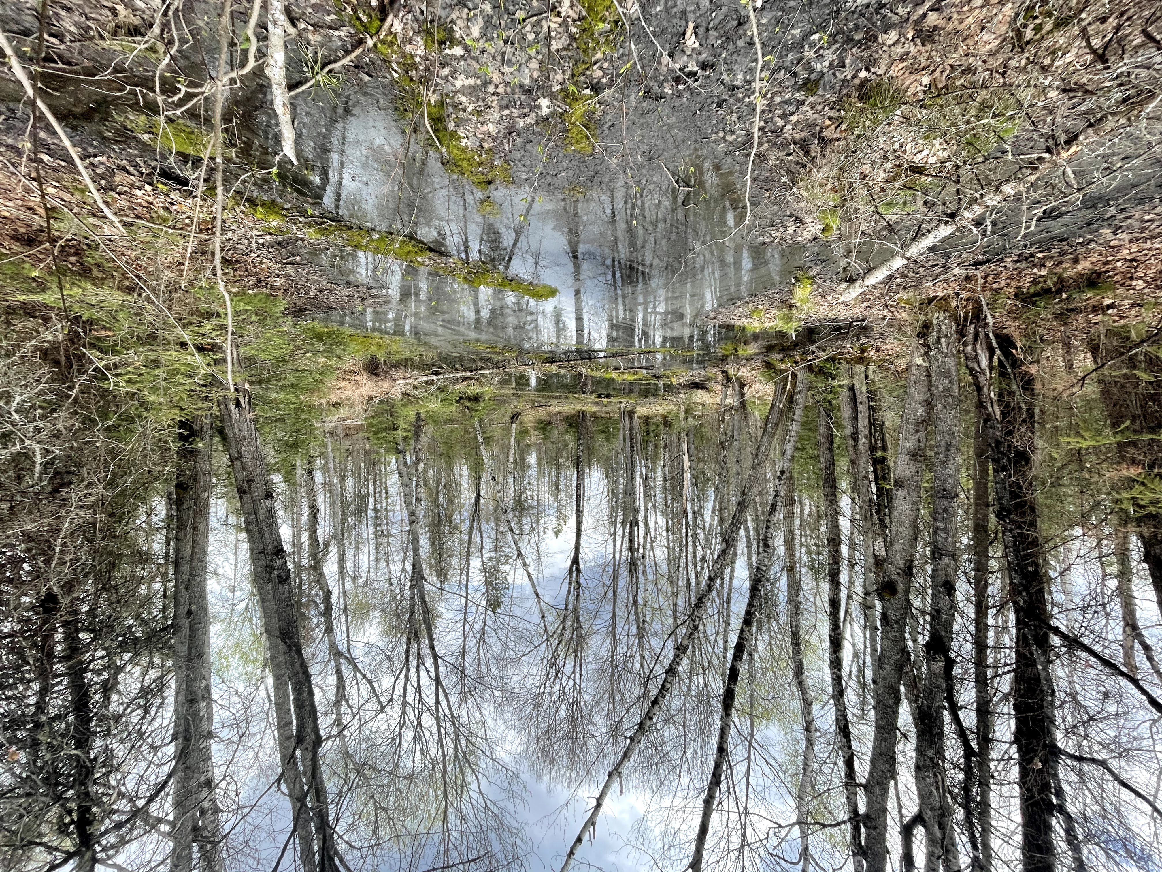 Shallow water in the Ottawa National Forest in the early spring. 