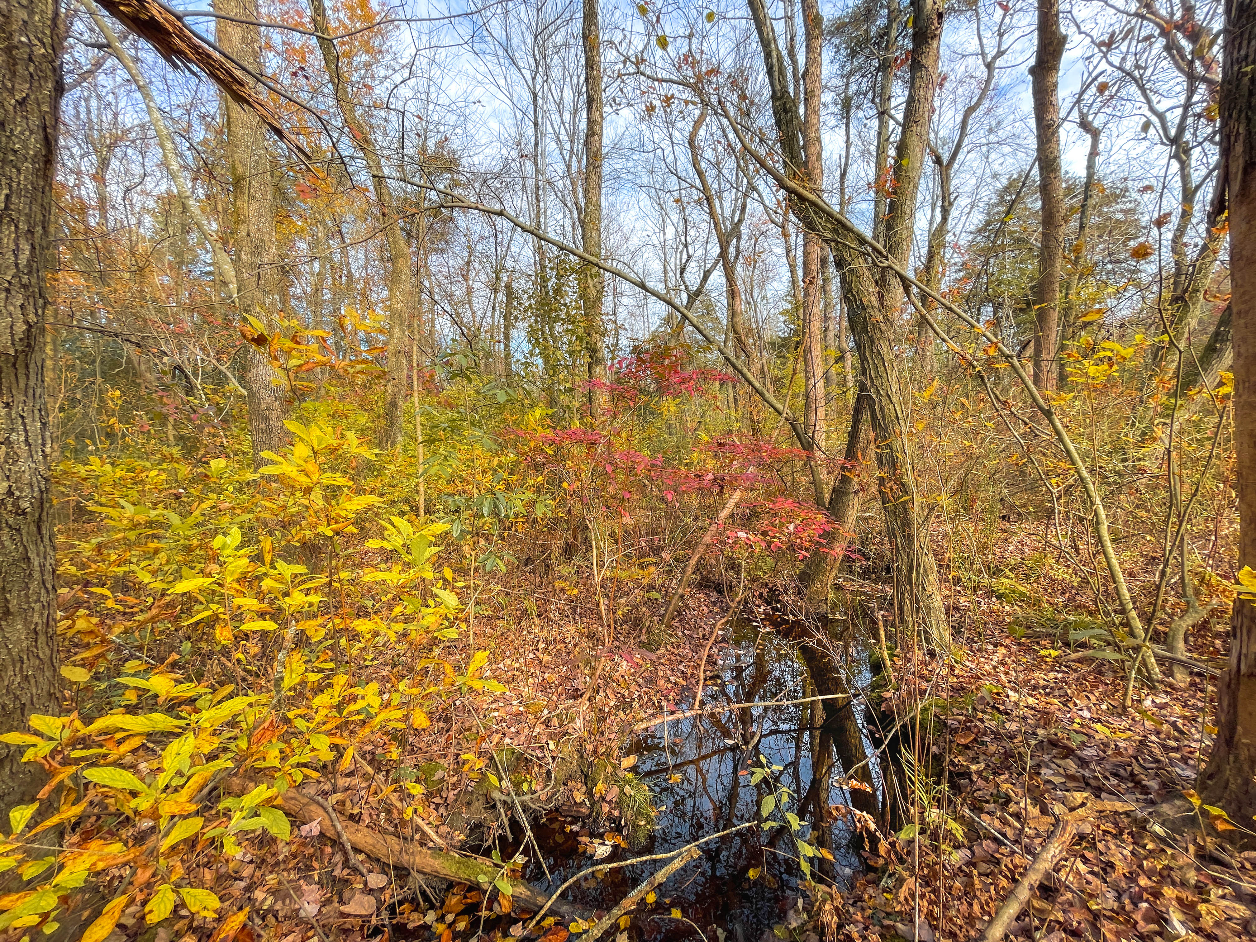 Pools of water in a low, boggy swamp area. Ferns sprout up at the edge of the pools. Fallen leaves float in the water.