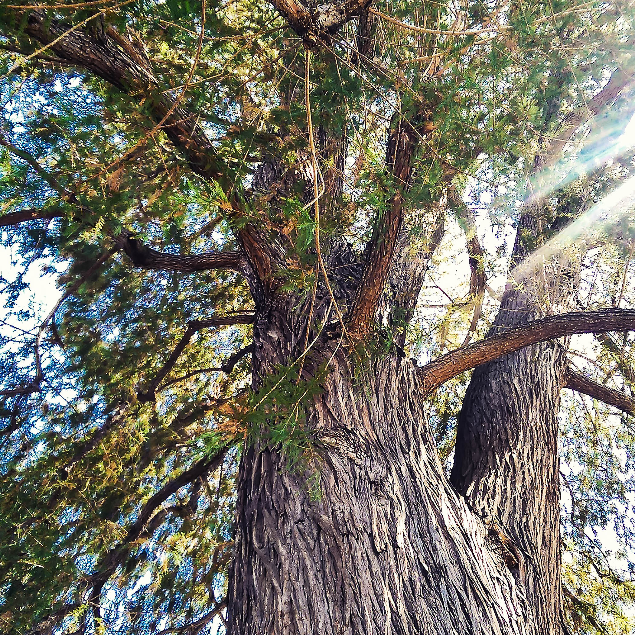 A tall, green, twisted Montezuma Cypress tree.