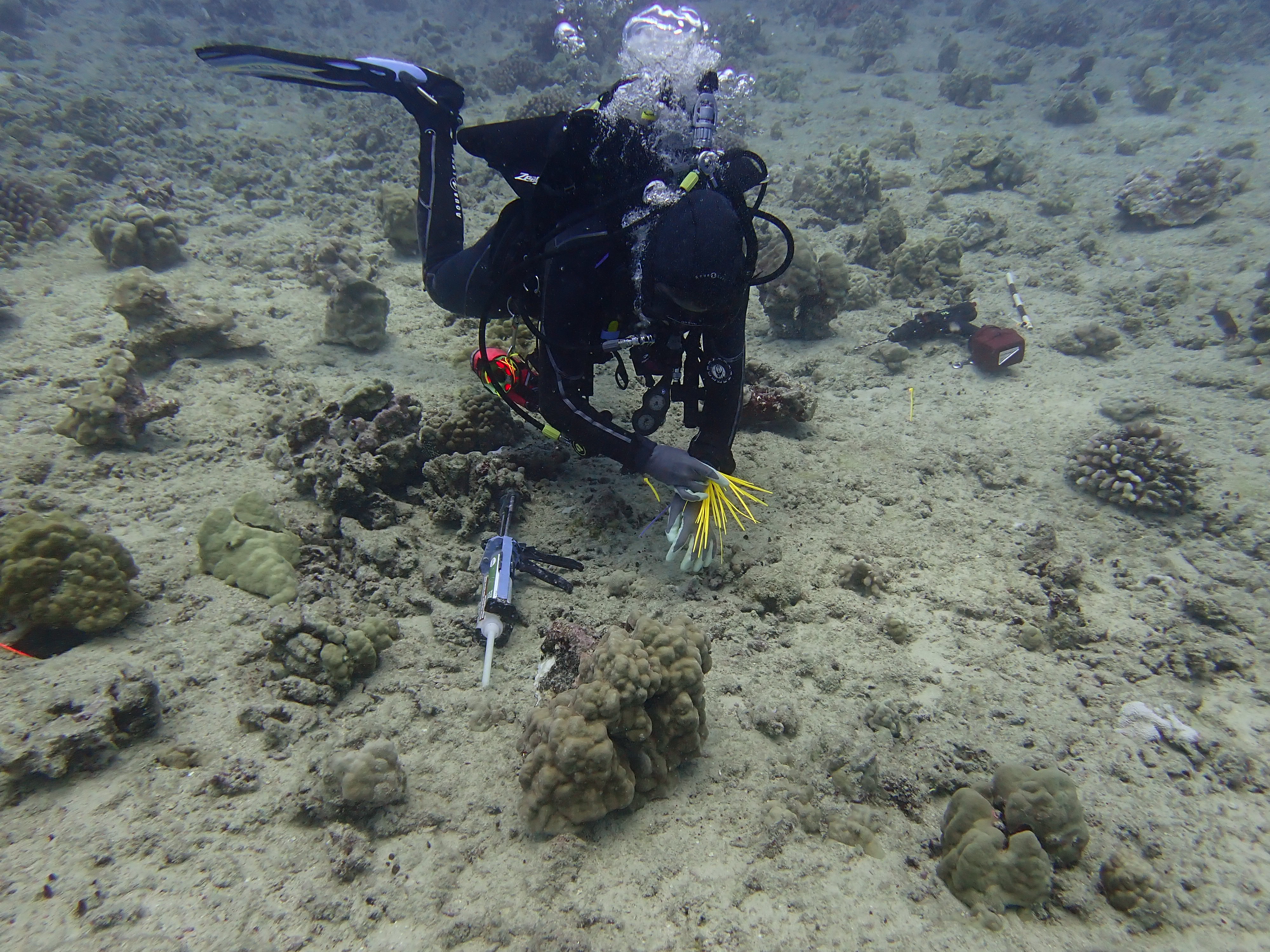 Underwater view of a diver gluing coral to a reef.