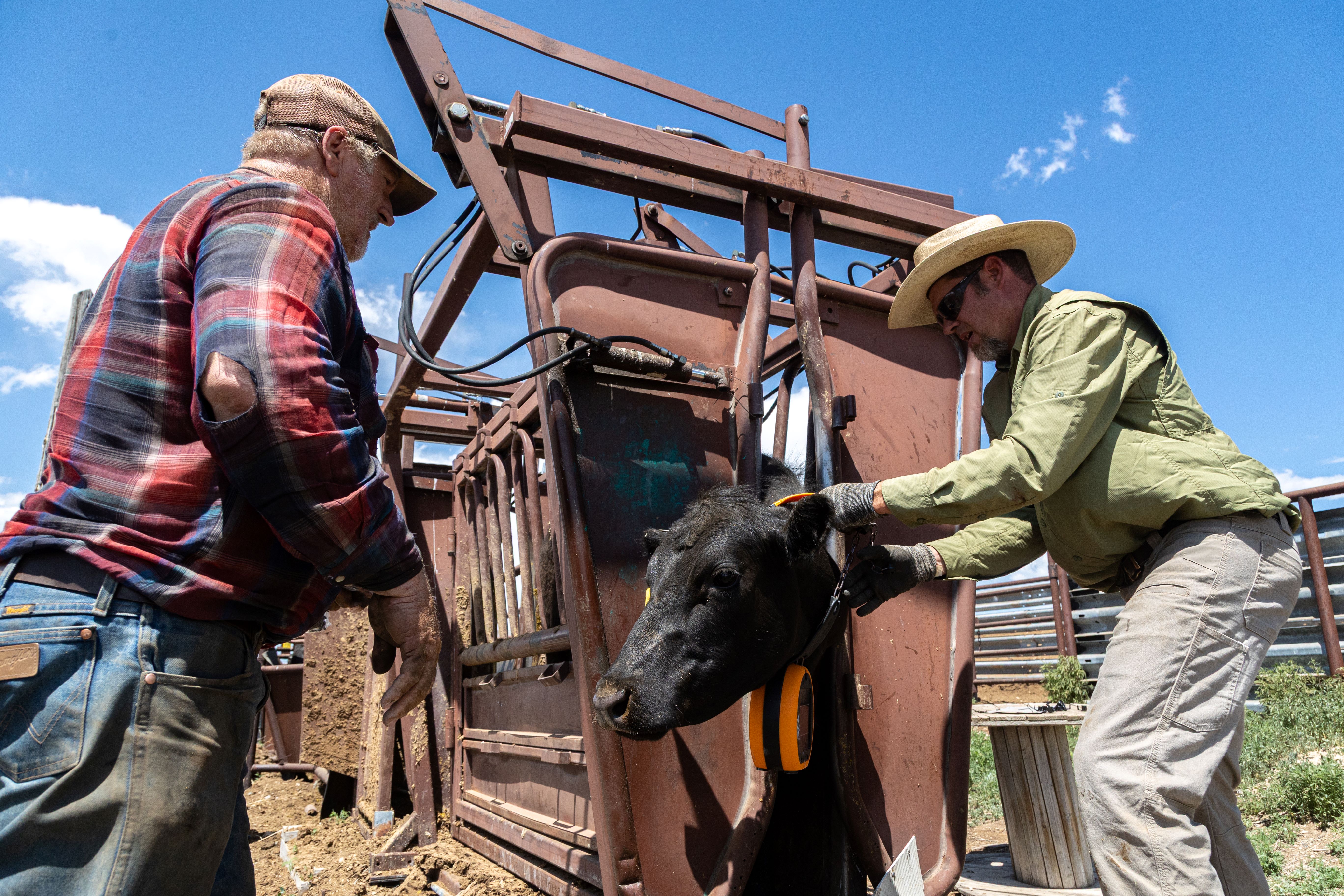 Ranchers put a virtual fencing collar on a cow.