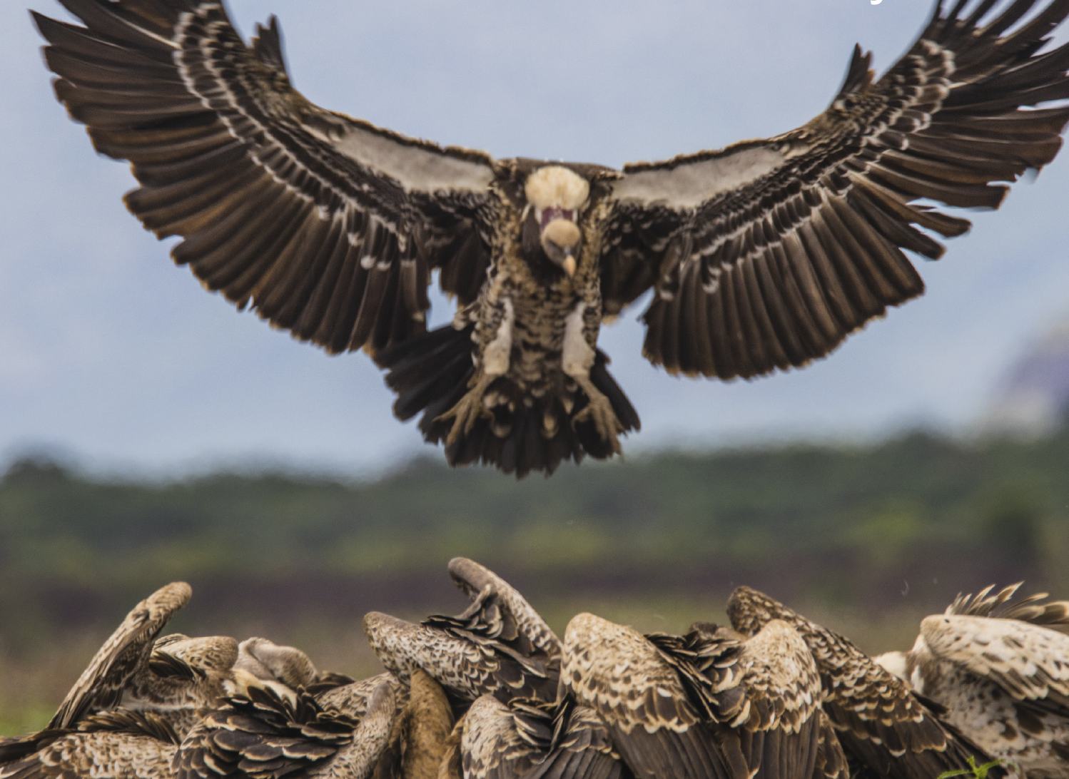 Vulture coming in to land, cover image from KVC report