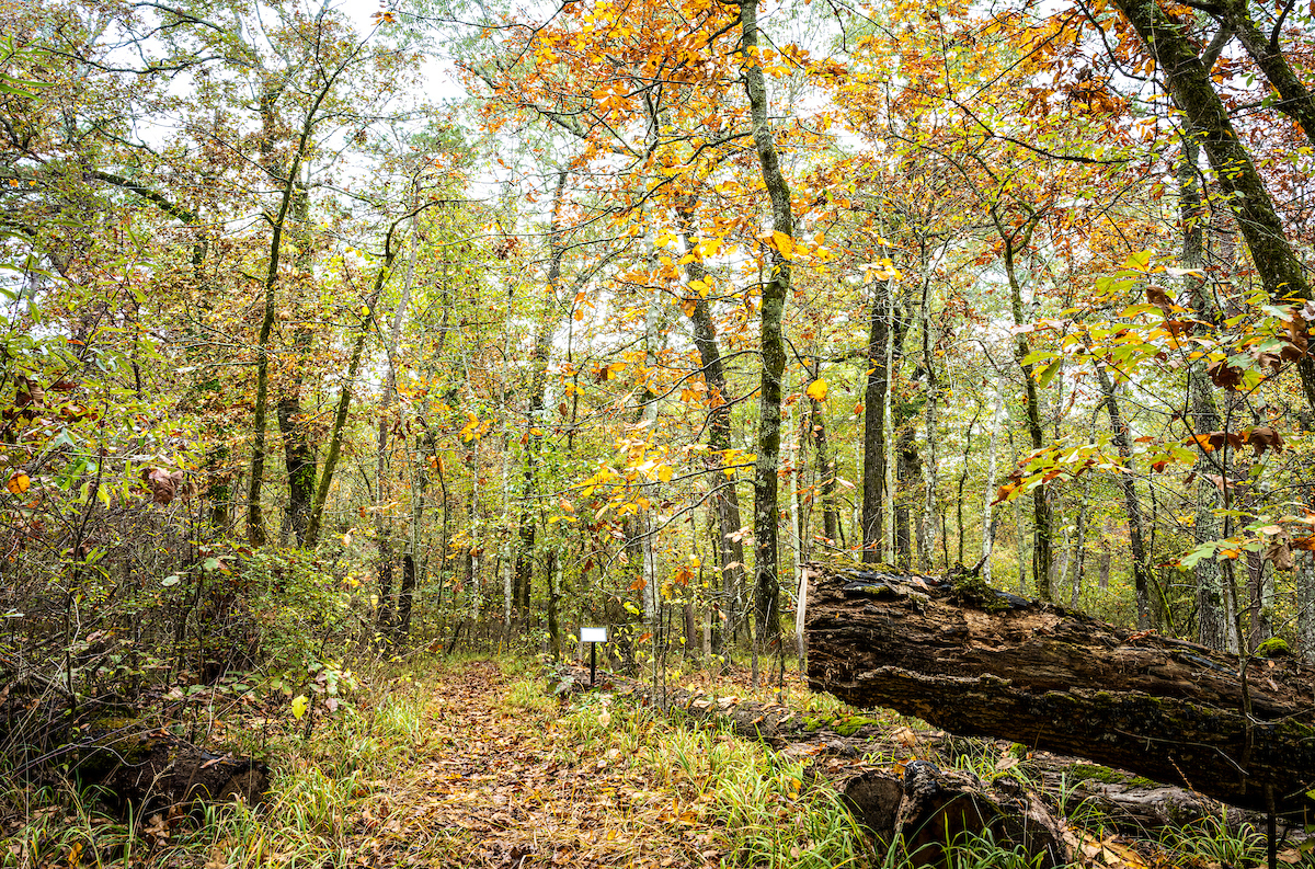 A fallen tree trunk on the forest floor.