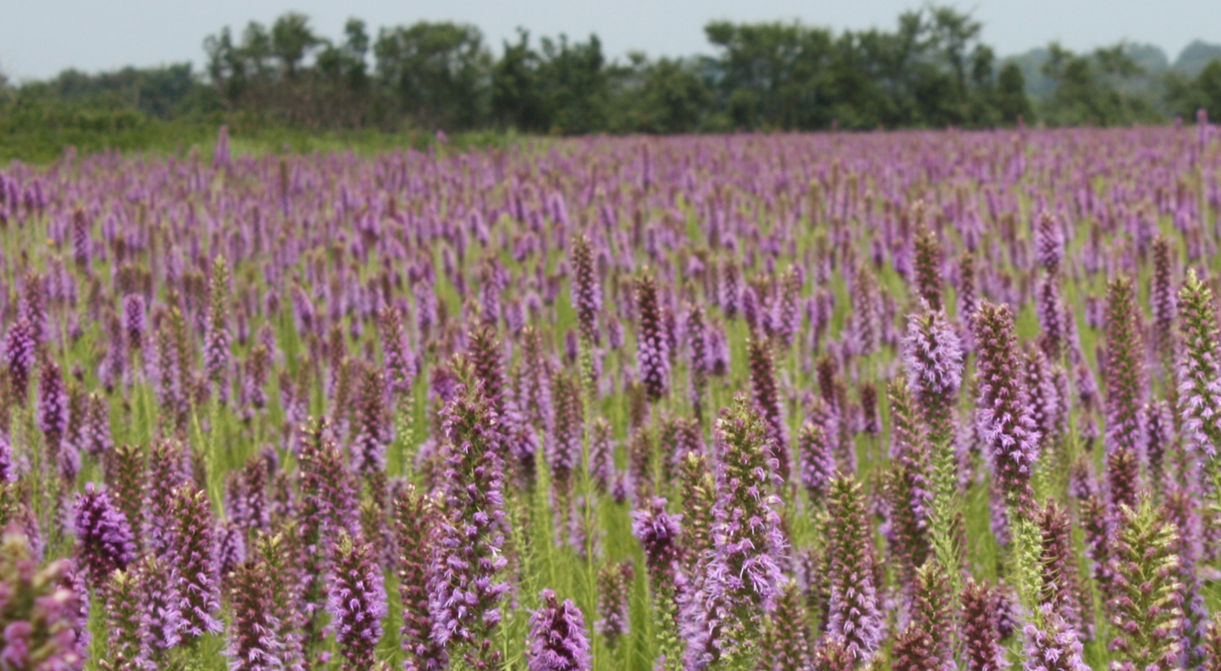 Summer fields