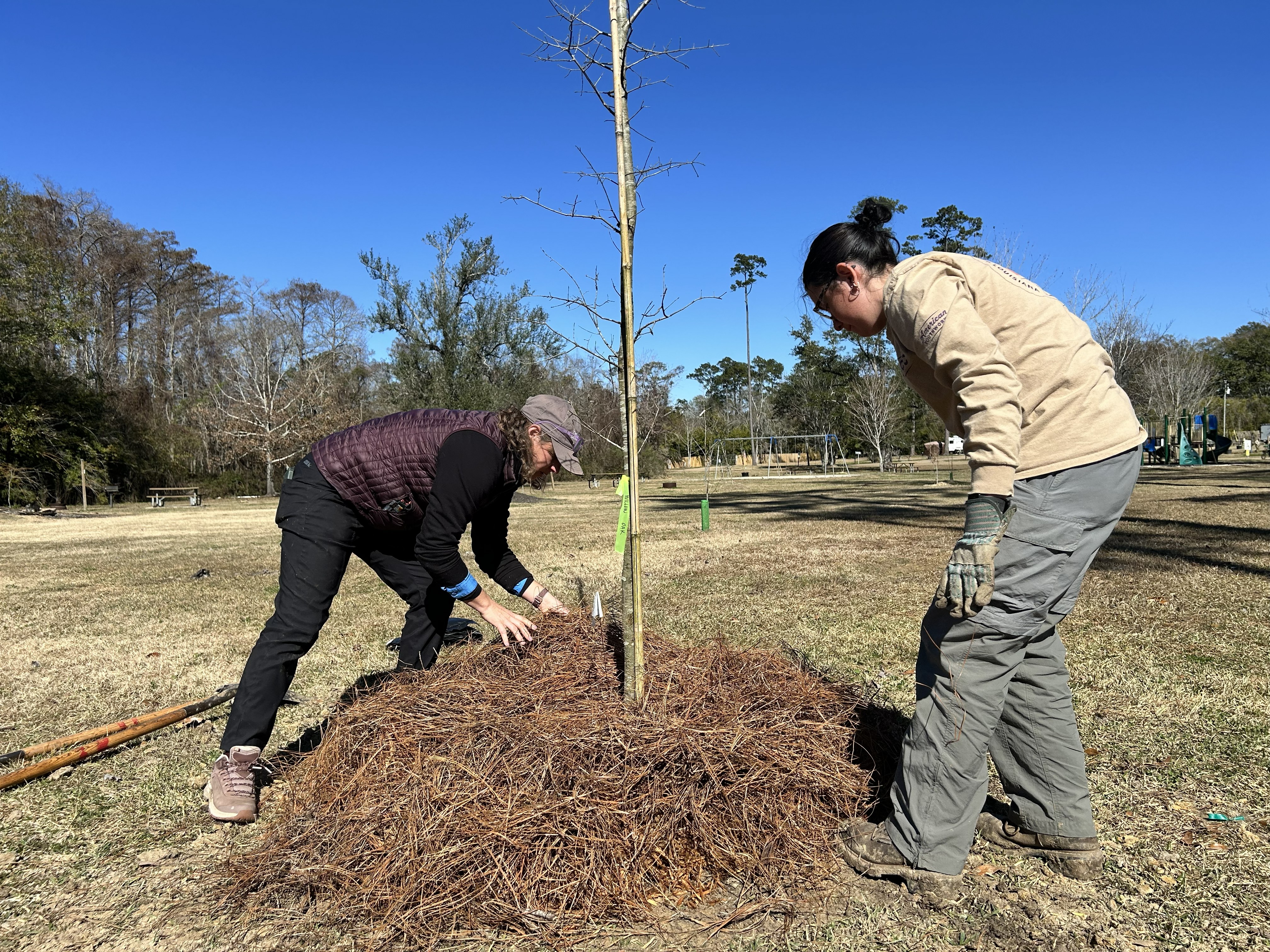 Two people finish planting a tree.