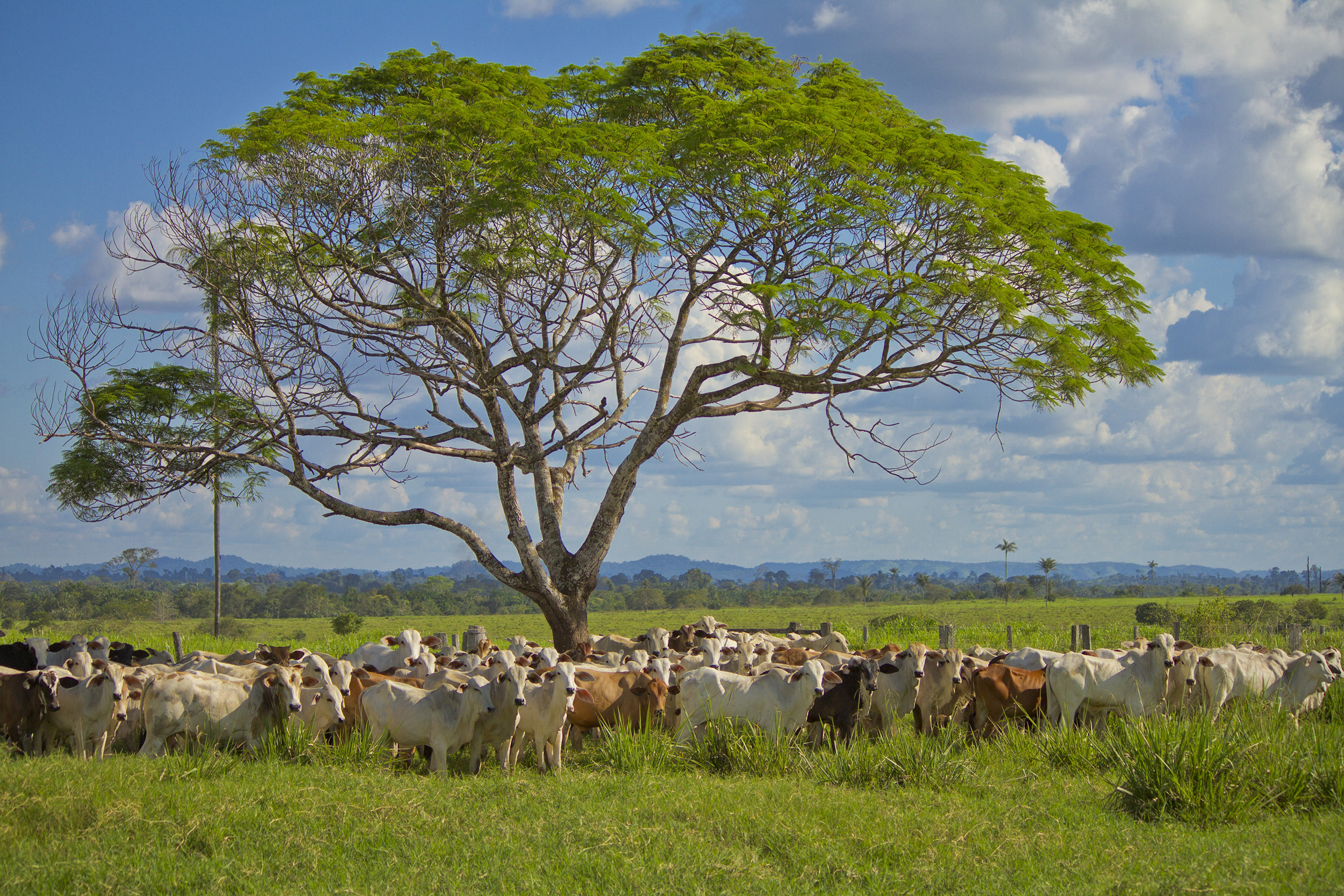 Ganado pastando en un campo verde, alrededor de un árbol, con un cielo claro, en Brasil.