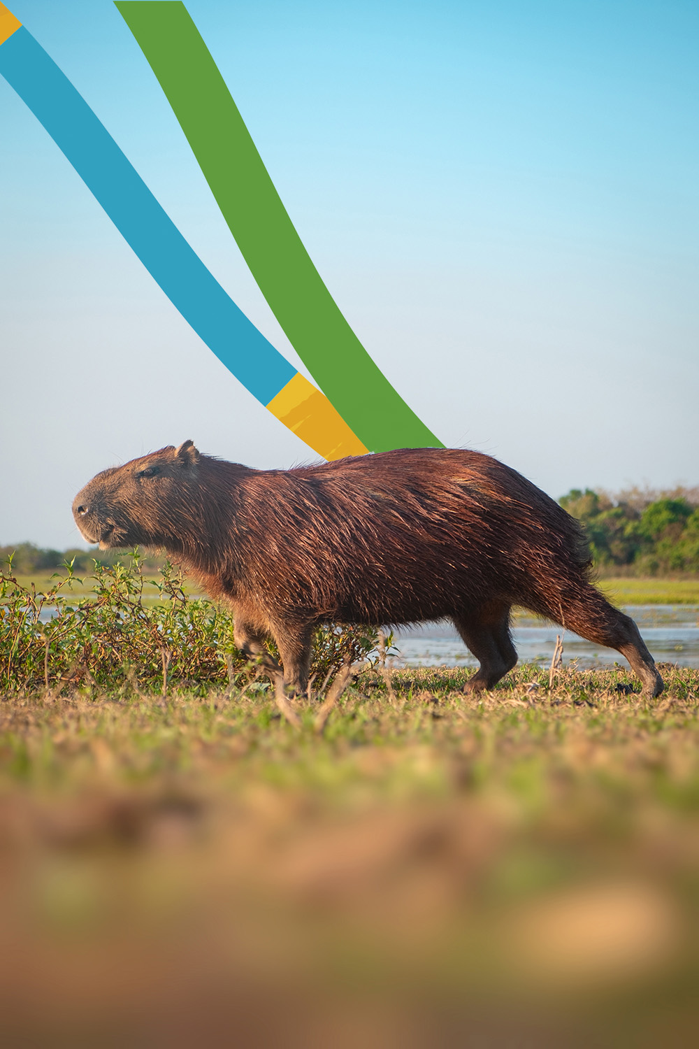 Capibara caminando sobre el cesped en la sabana colombiana. 