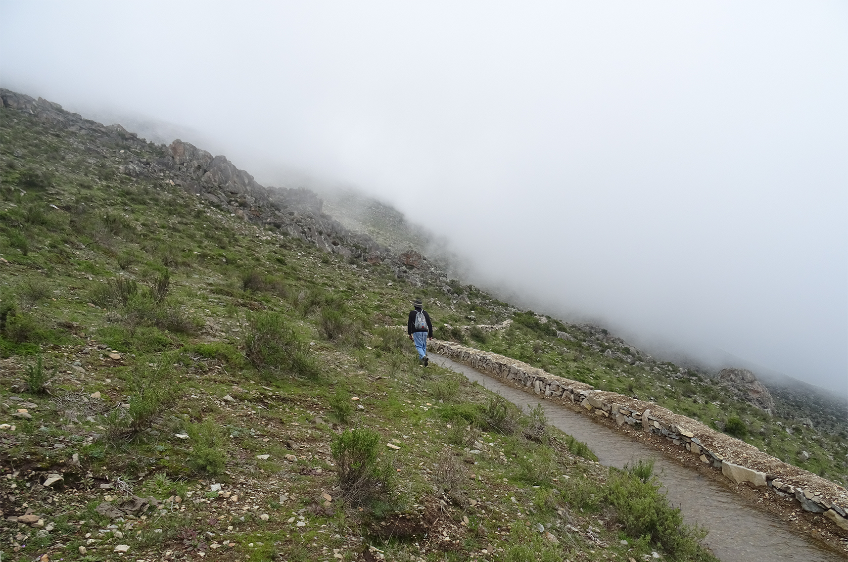 Amunas en las montañas cerca de Lima, Perú.