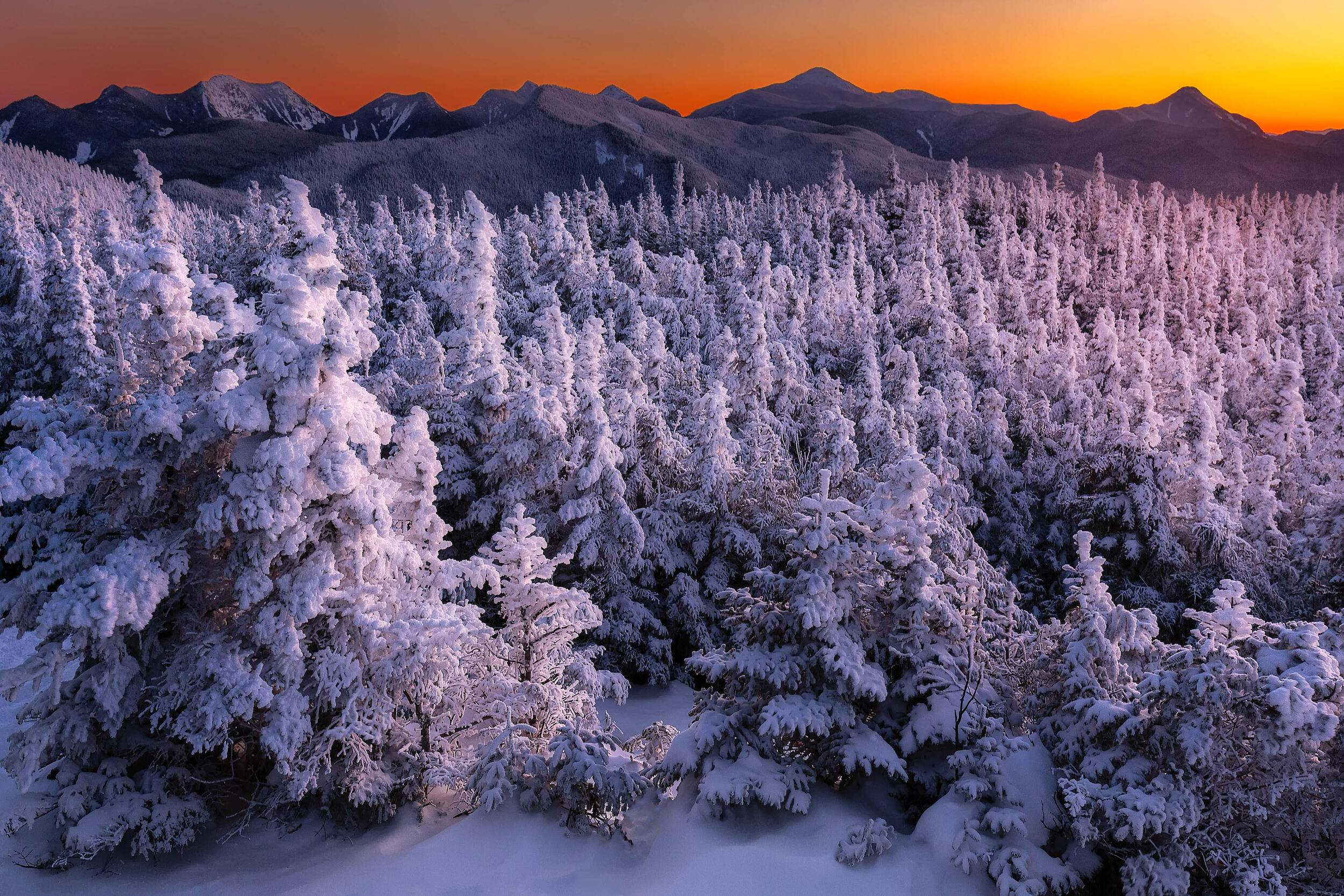 Árboles de hoja perenne cubiertos de nieve en el Área Silvestre High Peaks del Parque Adirondack, Nueva York.