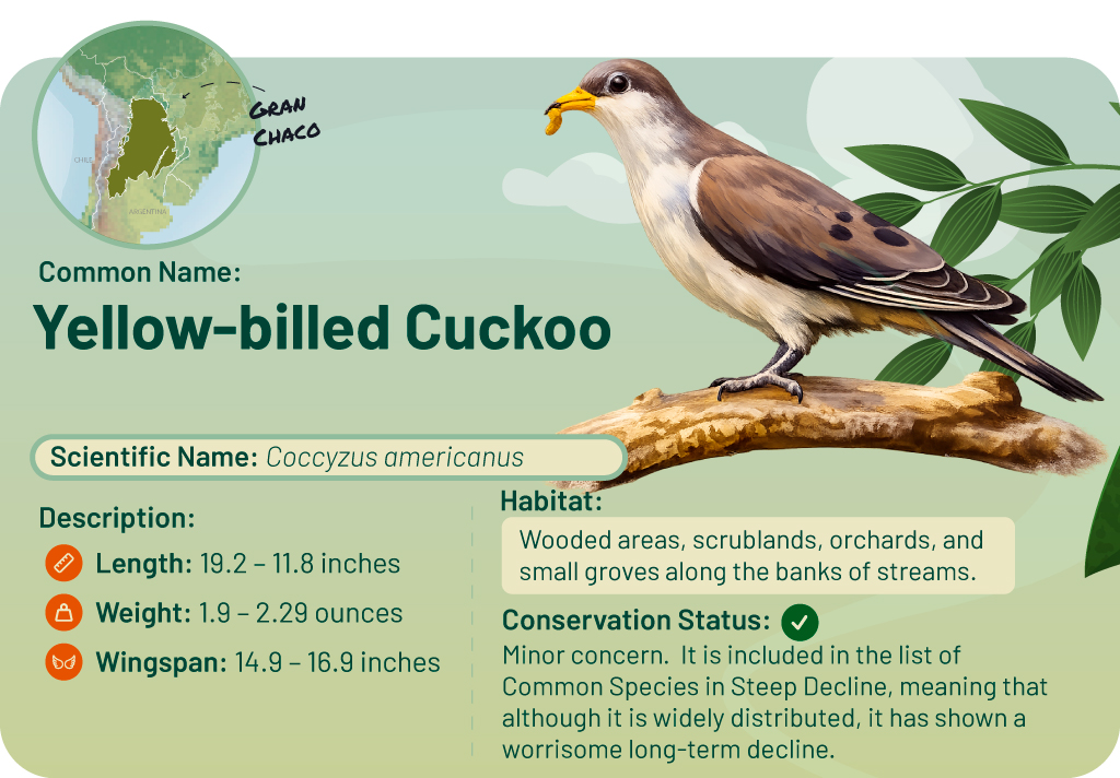  Illustration of an amberjack perched on a branch with vegetation. Includes a map and details about the bird.