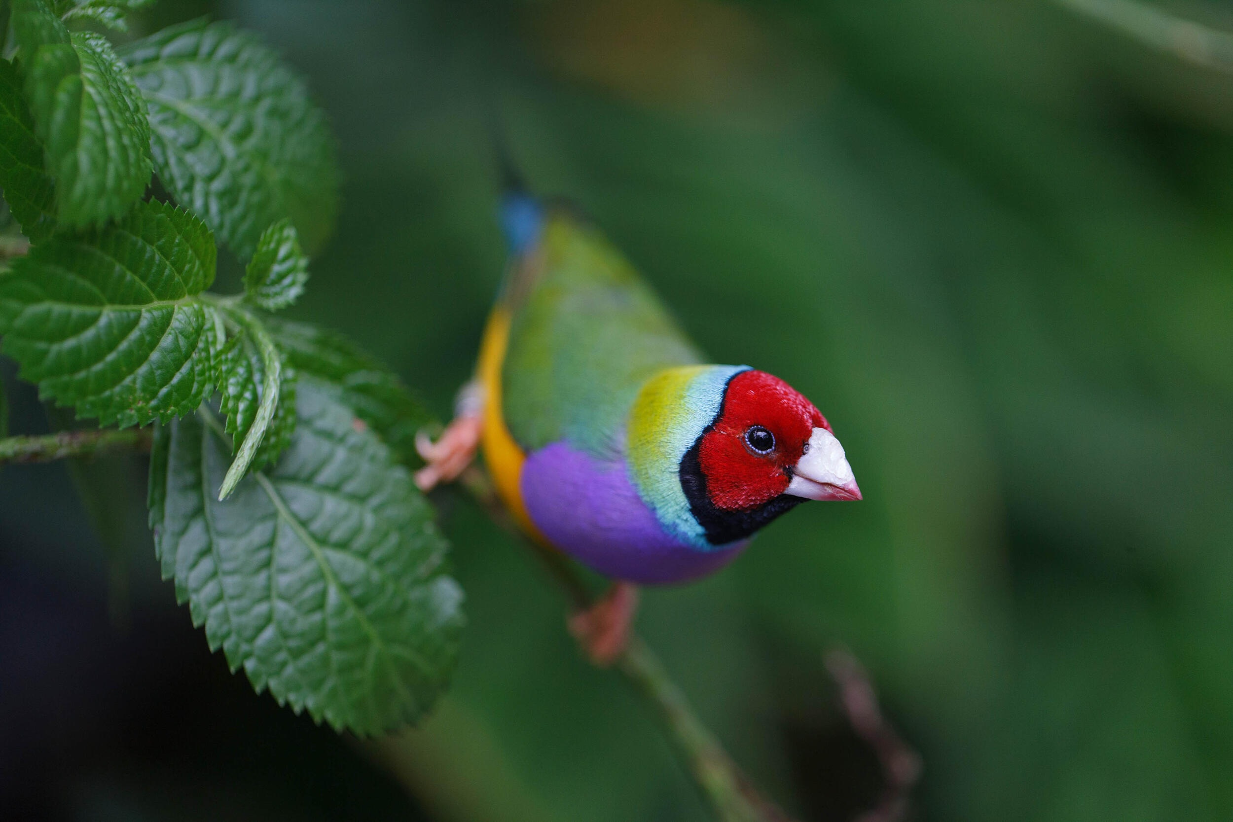 El diamante de Gould, o pinzón arcoíris, habita el norte de Australia.