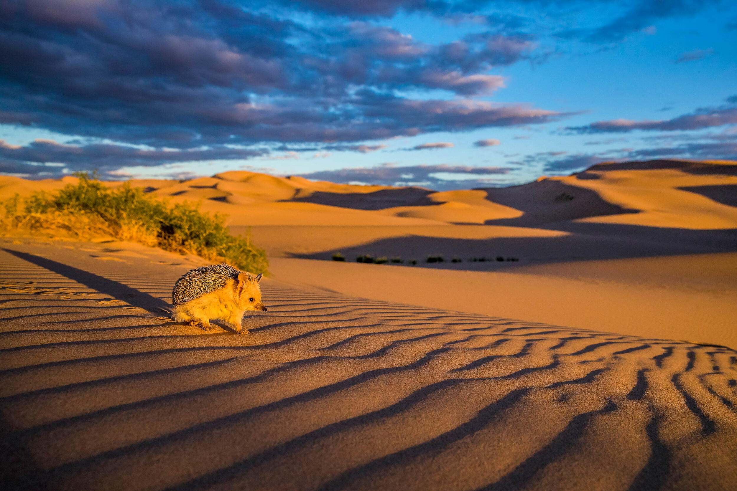 Un erizo orejudo se detiene sobre una duna en el borde del desierto de Gobi, Mongolia.