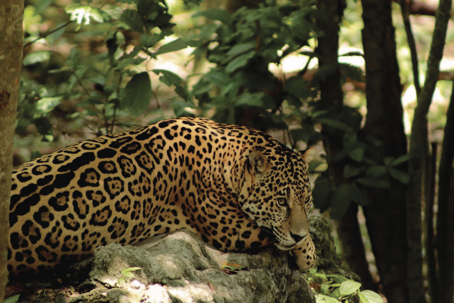 jaguar