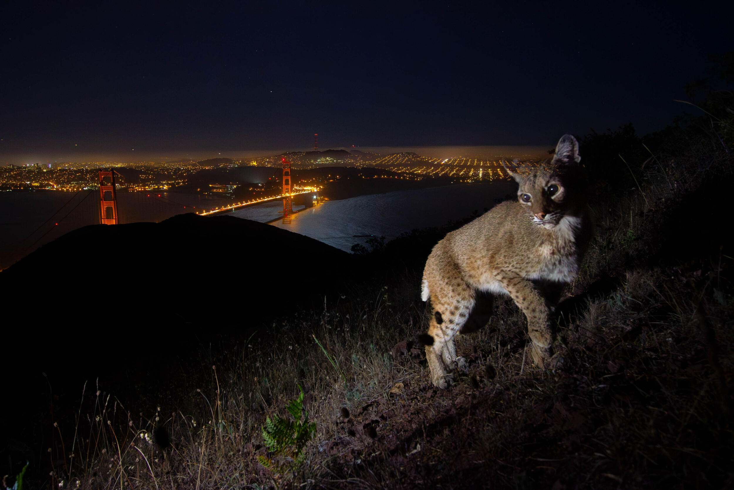 Un gato montés sobre una colina de Marin Headlands, con el puente Golden Gate y la bahía de San Francisco al fondo.