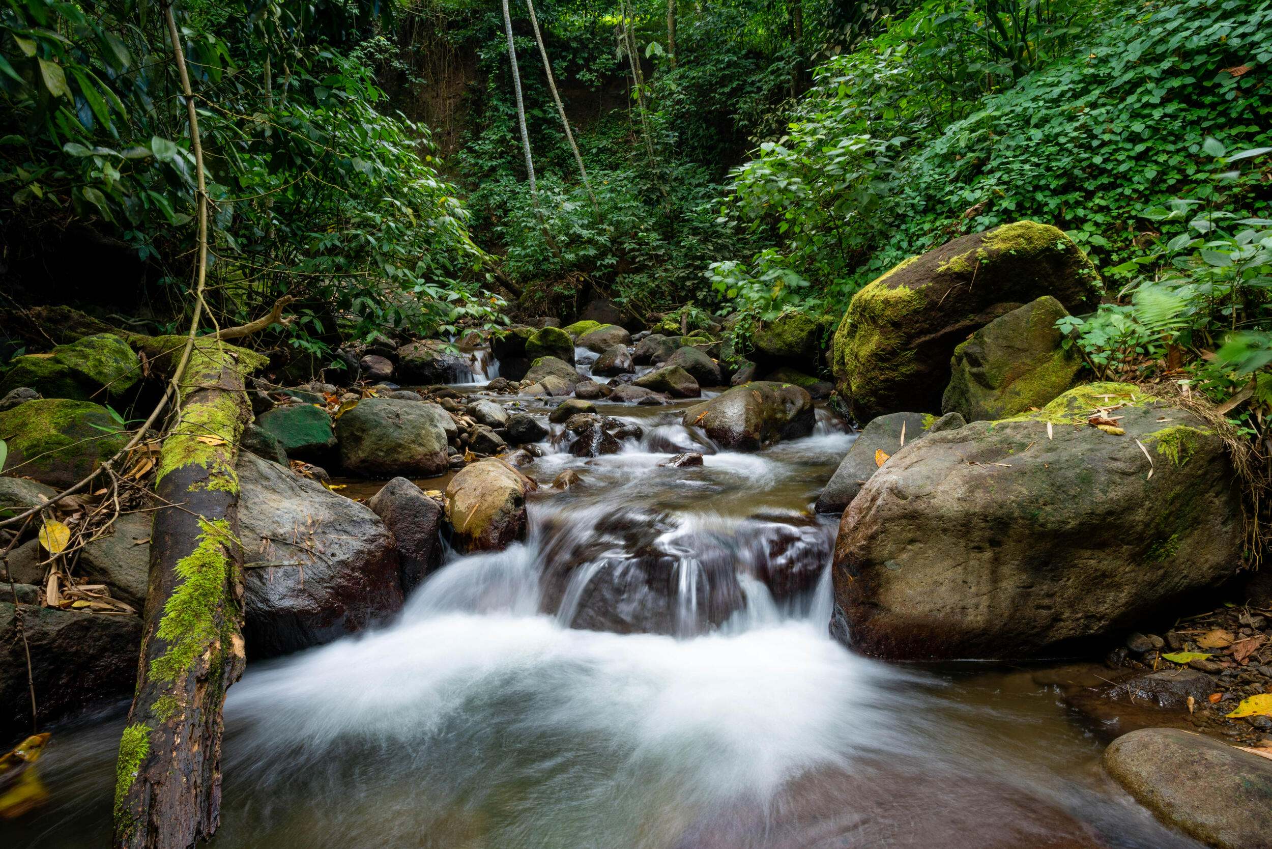 Un arroyo sereno serpentea a través de un vibrante bosque tropical, rodeado de exuberante vegetación y una diversa flora.