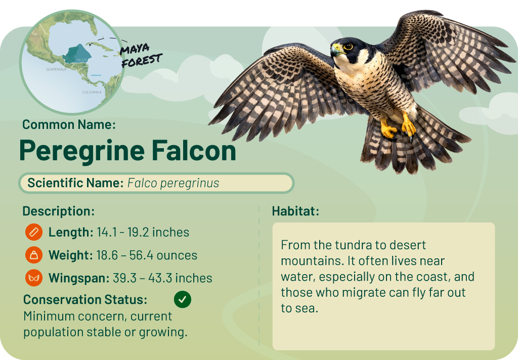 A detailed infographic about the peregrine falcon, showing the bird in flight.
