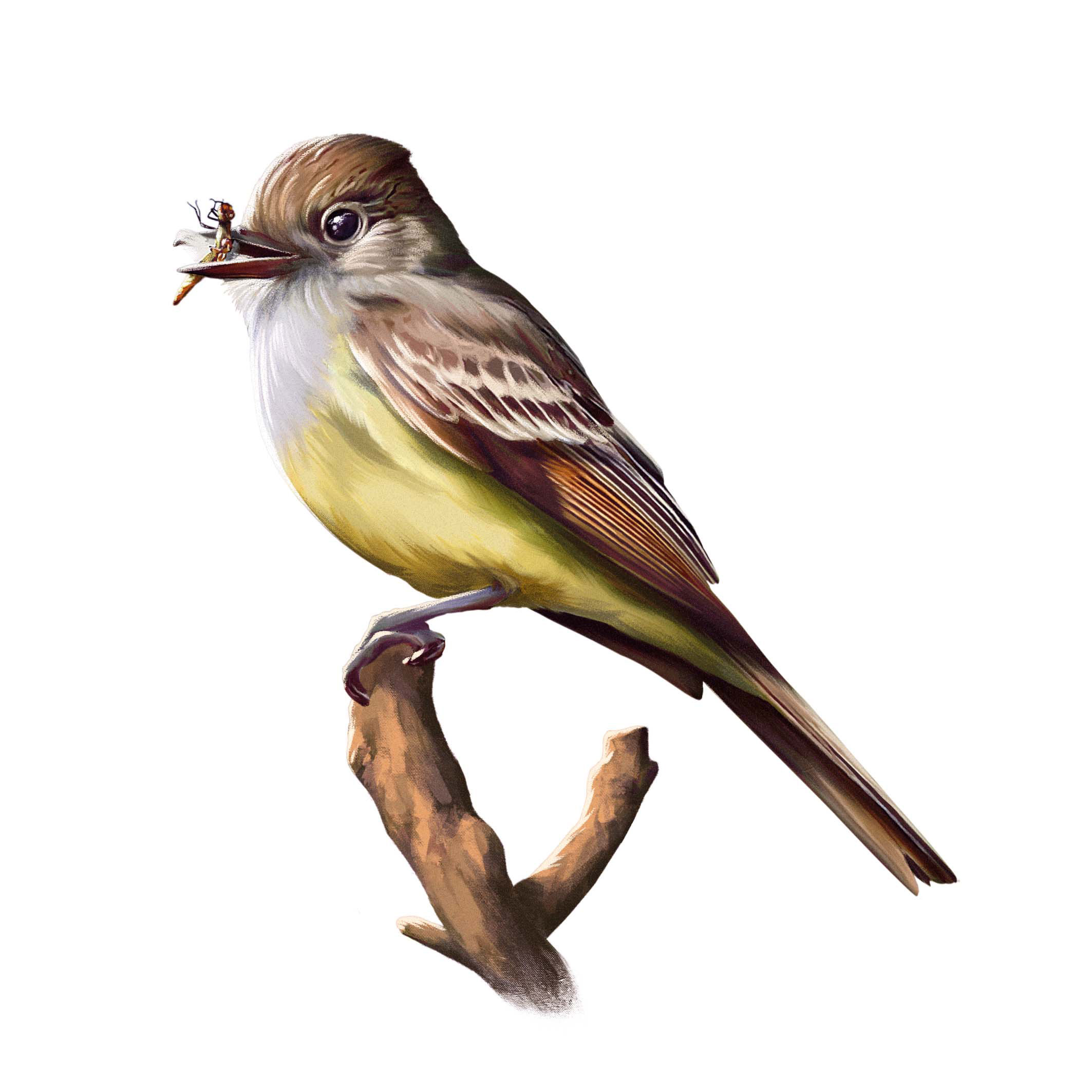 Controladoras de insectos