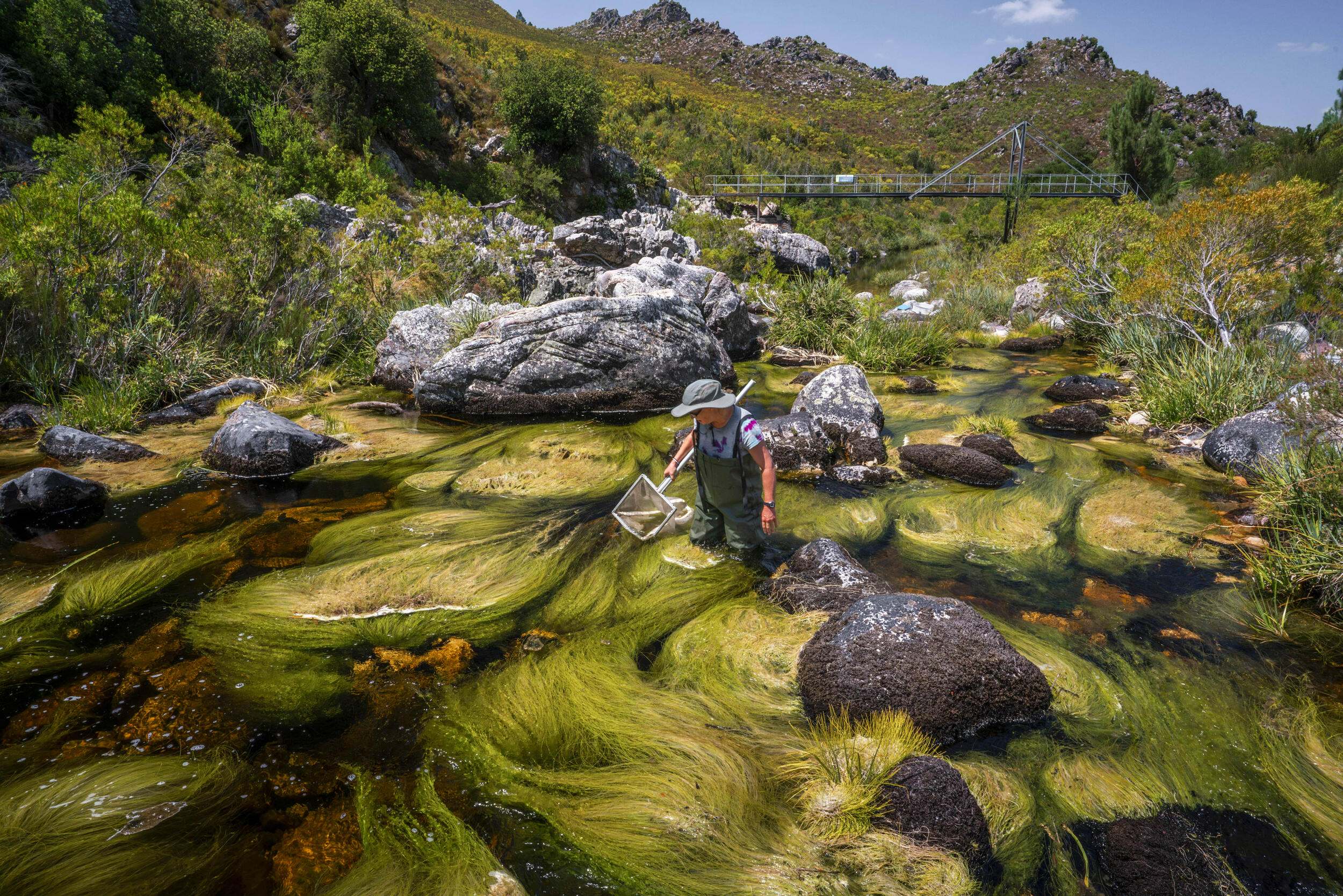 Kate Snaddon toma muestras de invertebrados acuáticos en un curso de agua cerca de Theewaterskloof, Sudáfrica.