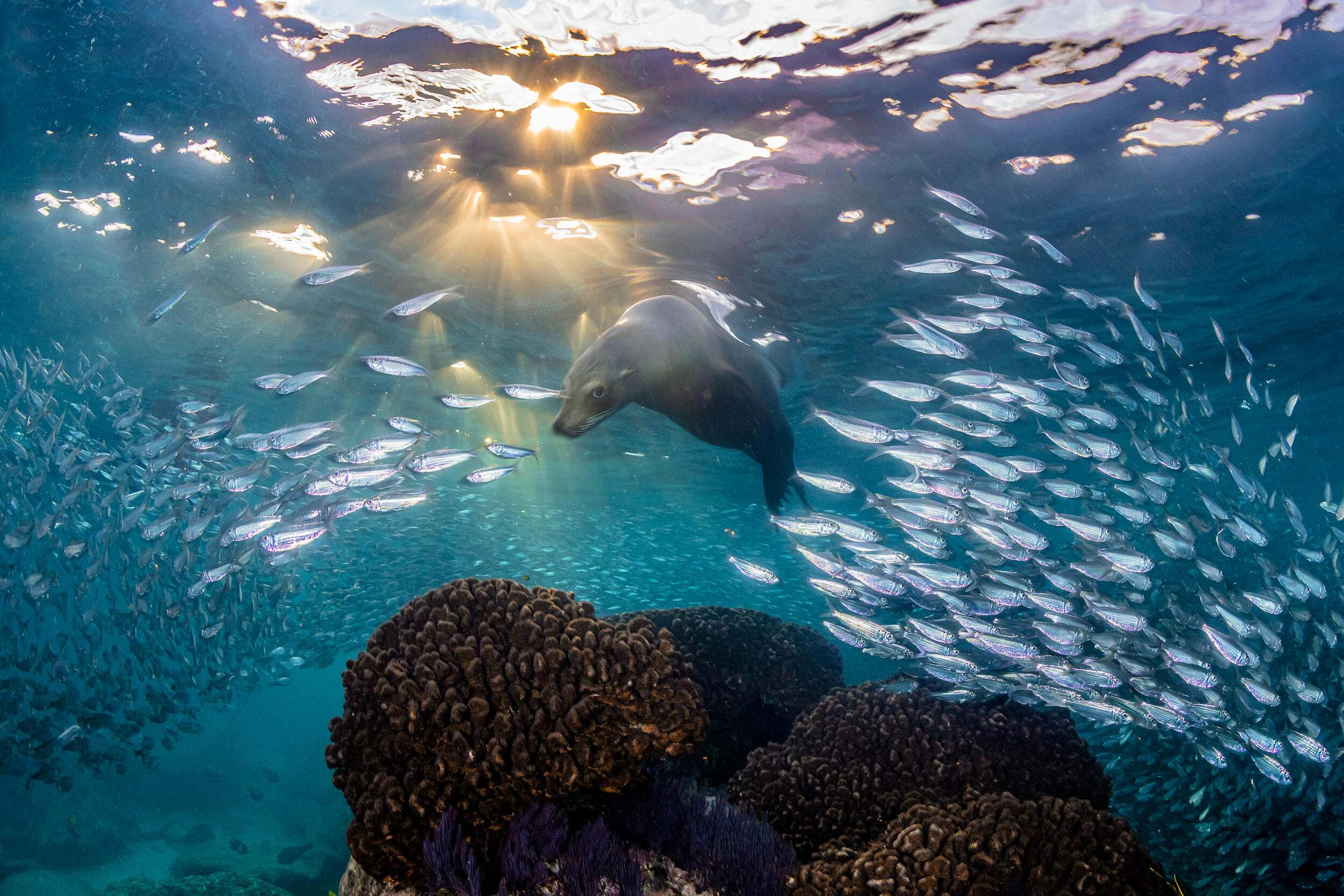 Un lobo marino de California nada entre un cardumen de sardinas al atardecer cerca del Parque Nacional Isla Espíritu Santo, Patrimonio Mundial por la UNESCO.