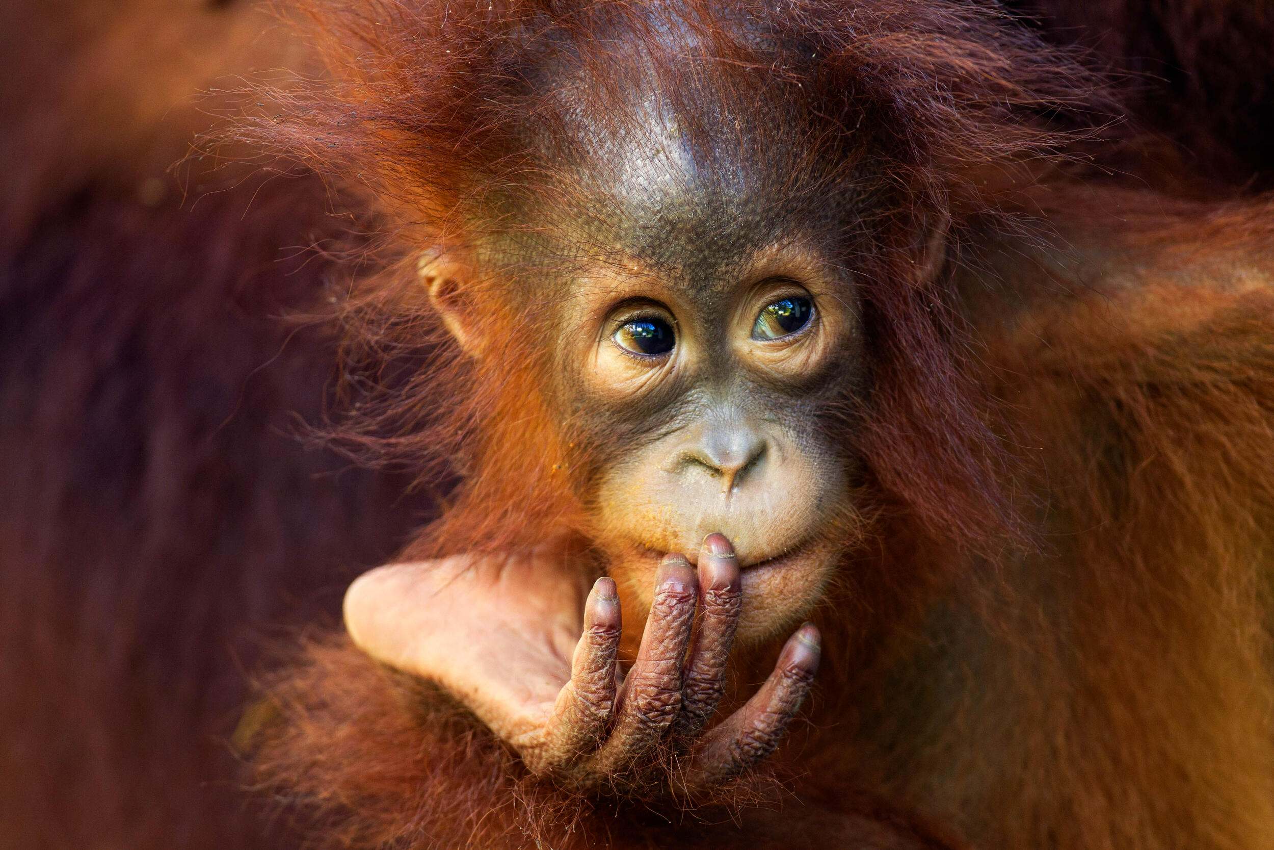 Petra, una orangutana de Borneo de un año de edad fotografiada en 2010, vive en el Parque Nacional Tanjung Puting, en Borneo.