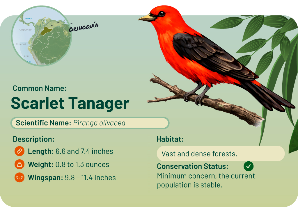 Illustration of a scarlet piranha, bright red and black in color, perched on a branch, with a map and details.