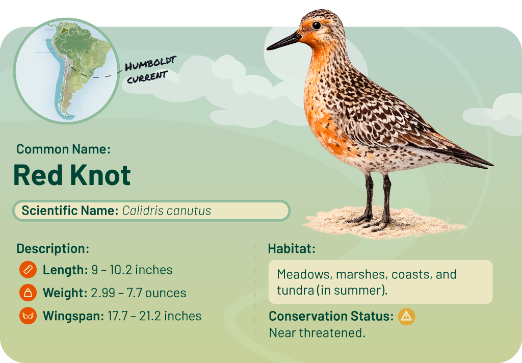 Informative graphic about the Arctic shorebird, 'Arctic Sandpiper' (Calidris canutus). Includes map and details of the bird.