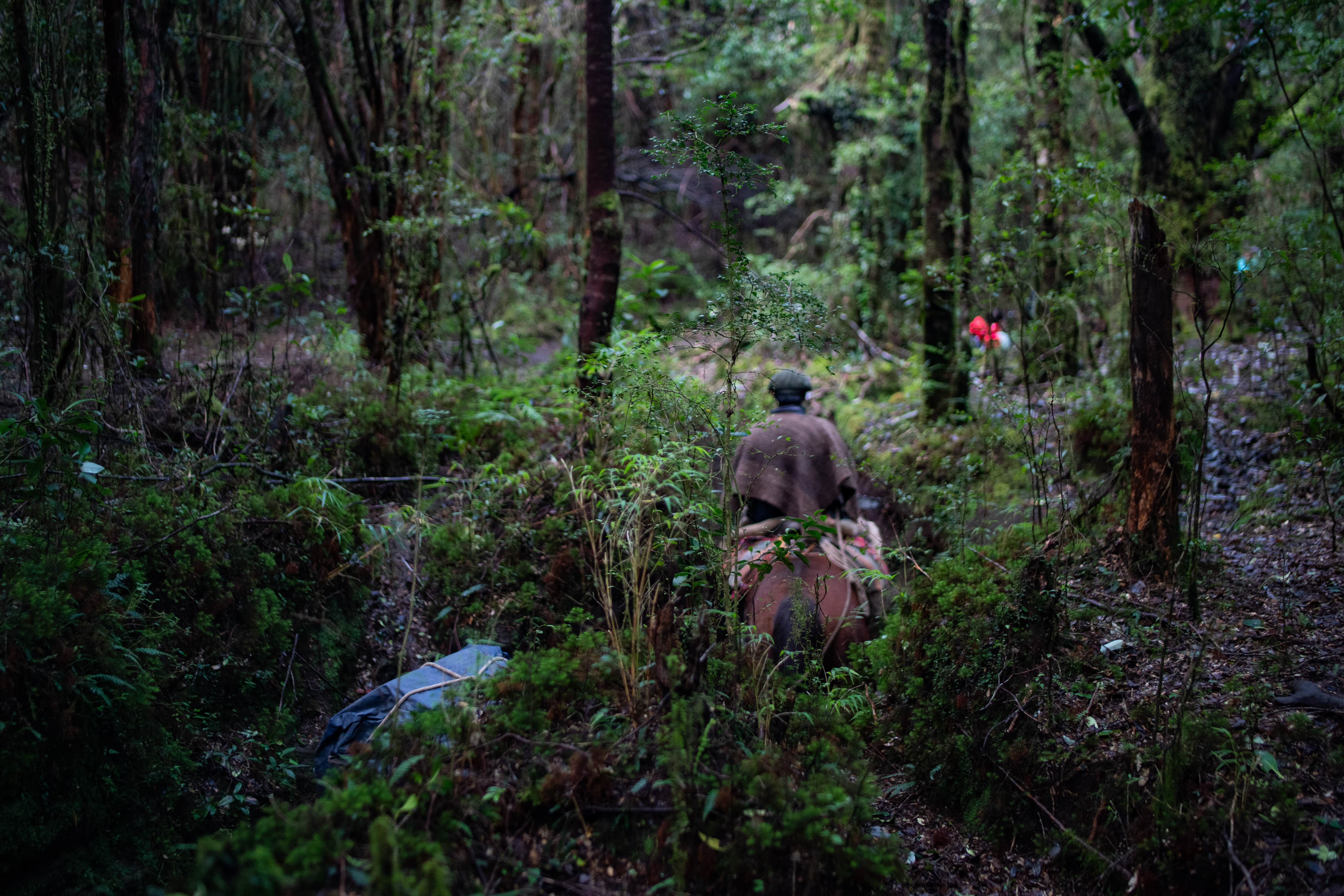 Arrieros en el bosque de Hacienda Puchegüín.