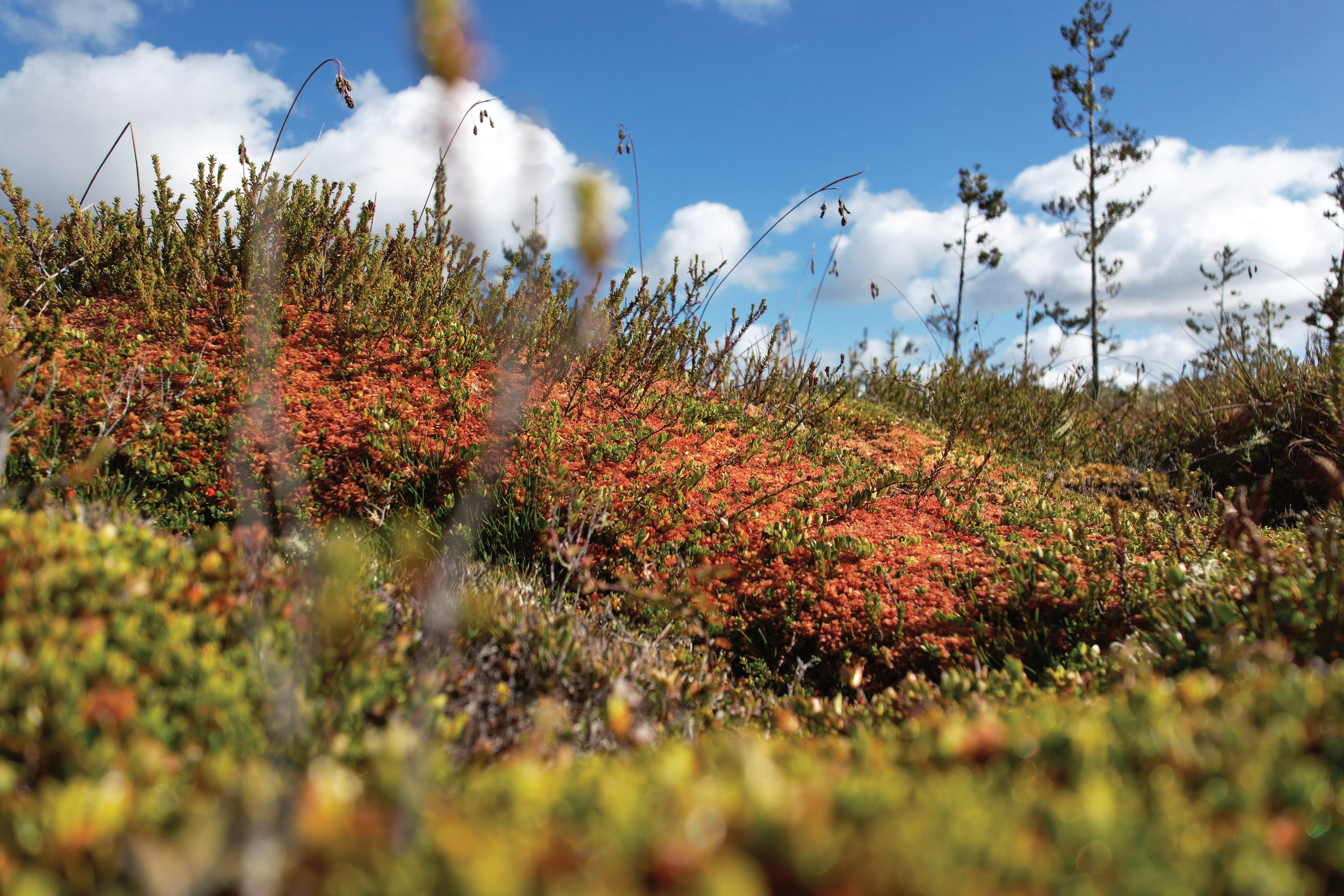 Primer plano de un paisaje musgoso vibrante con tonalidades verdes y rojas bajo un cielo azul brillante con nubes esponjosas.