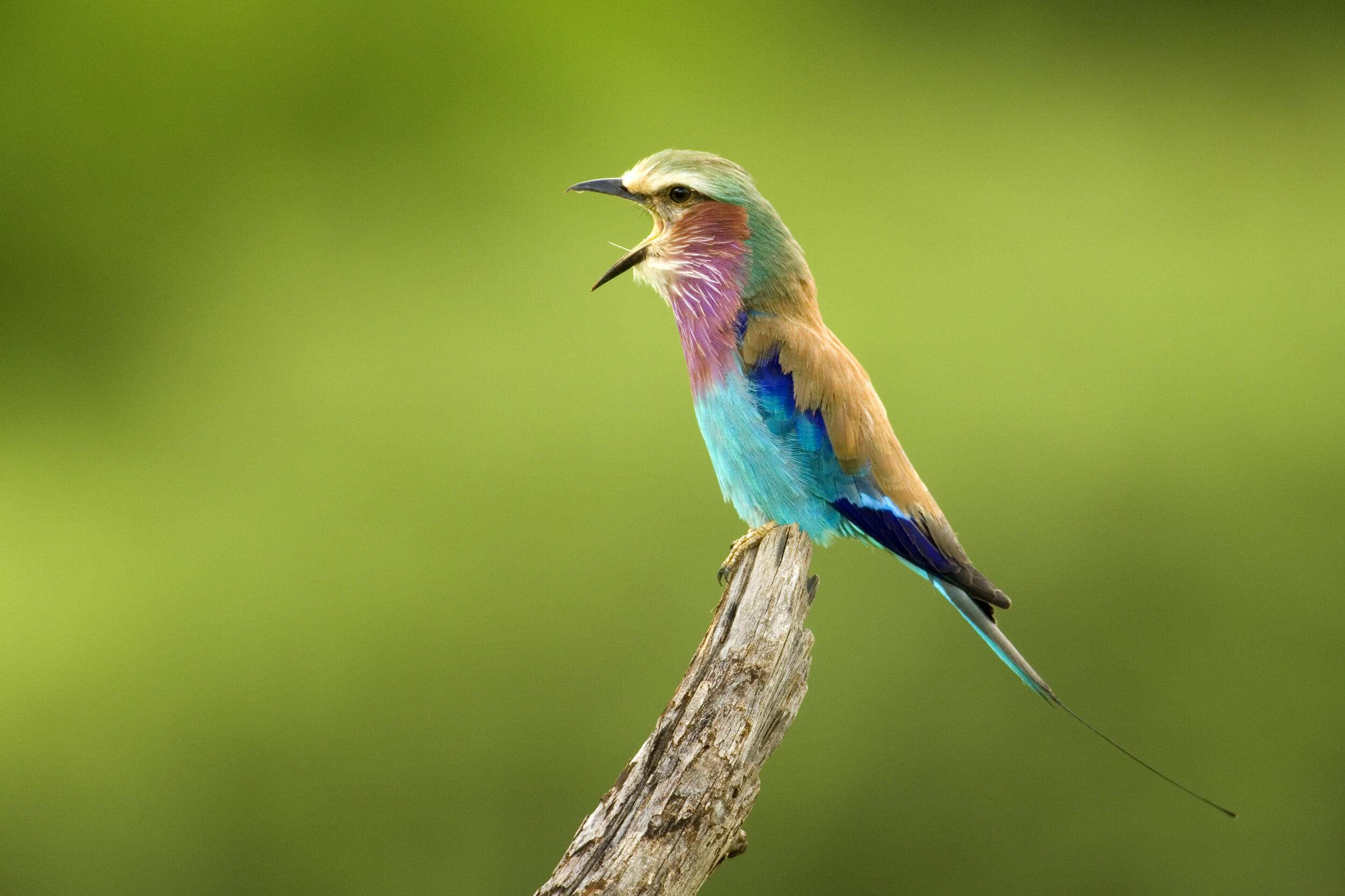 A lilac-breasted roller perched with its peak wide open in a call.