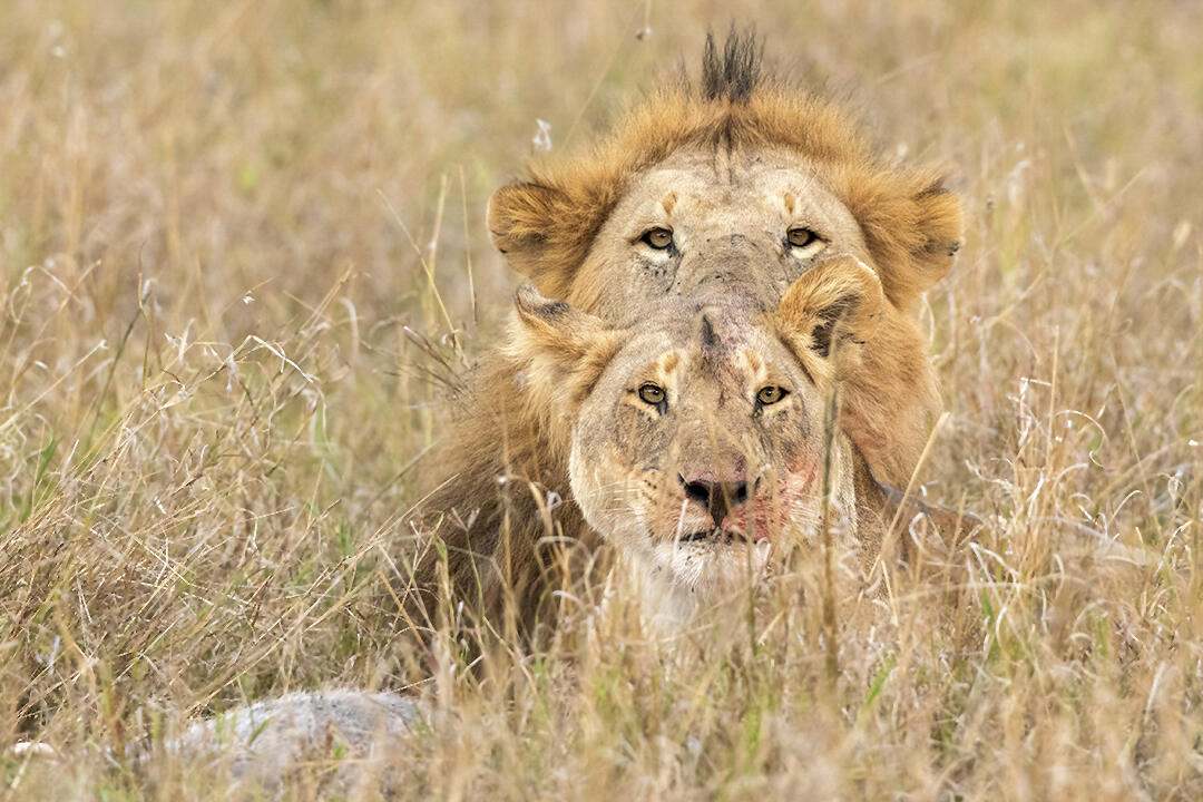 A male lion behind a female lion, looking on to the camera.